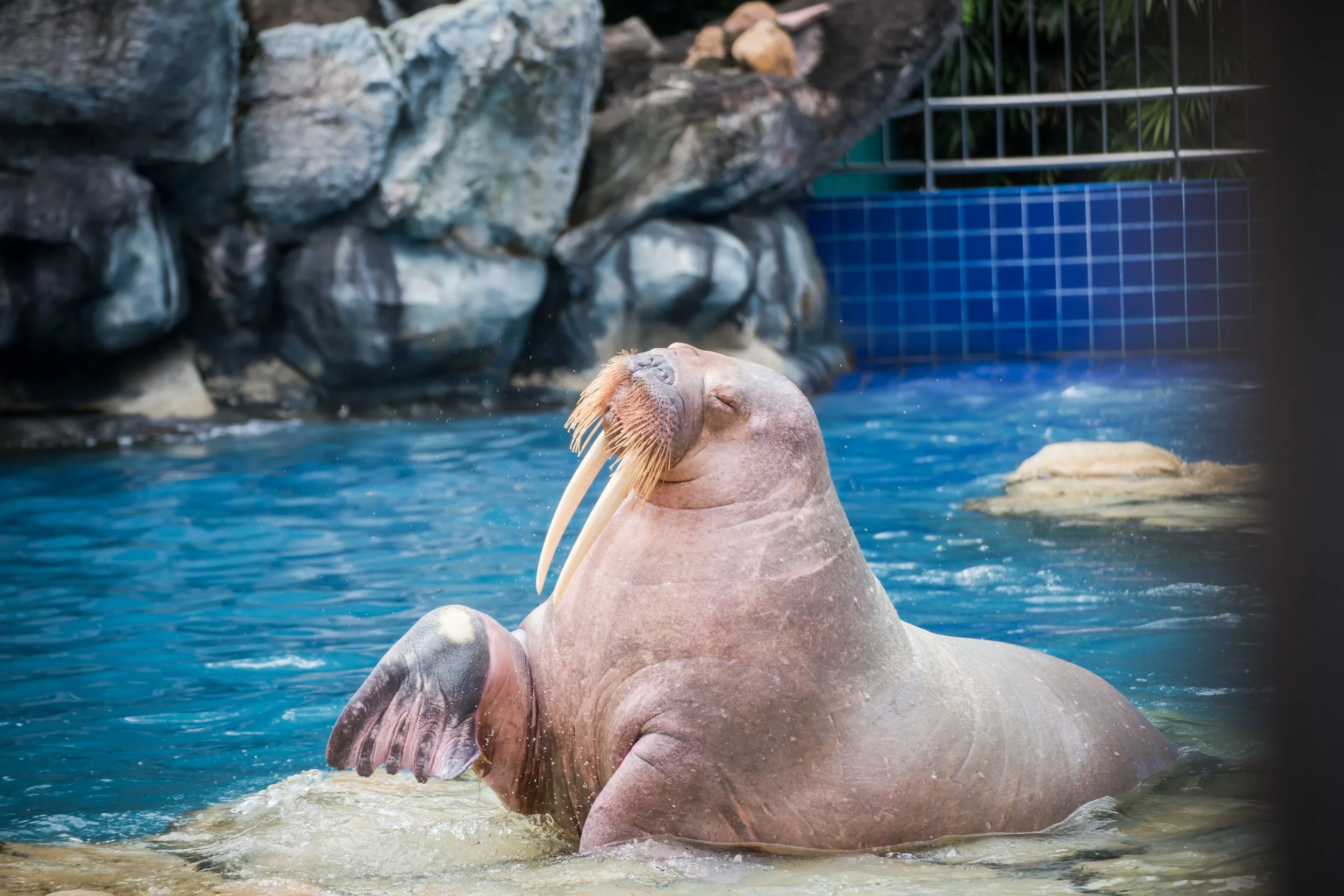 Walrus_01.jpg
