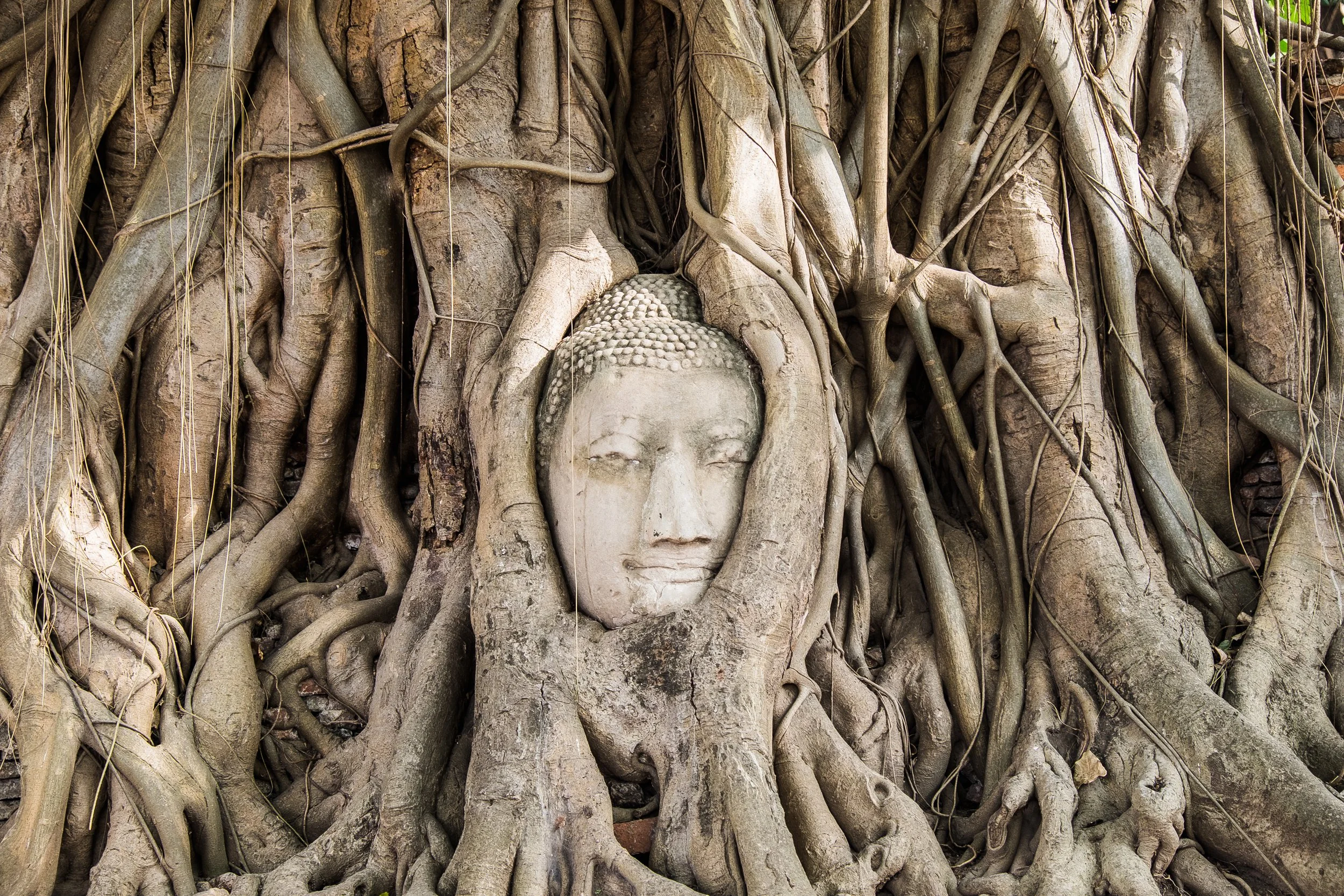 buddha-head-statue-inside-bodhi-tree-2025-03-27-02-00-26-utc.jpg
