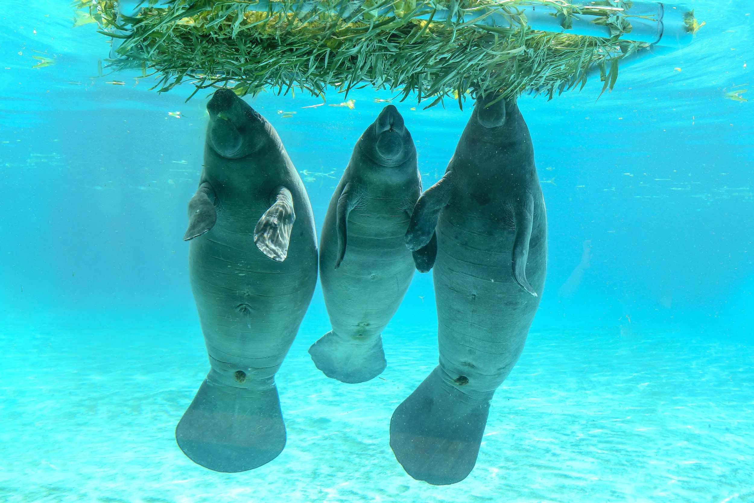 Manatee_02.jpg