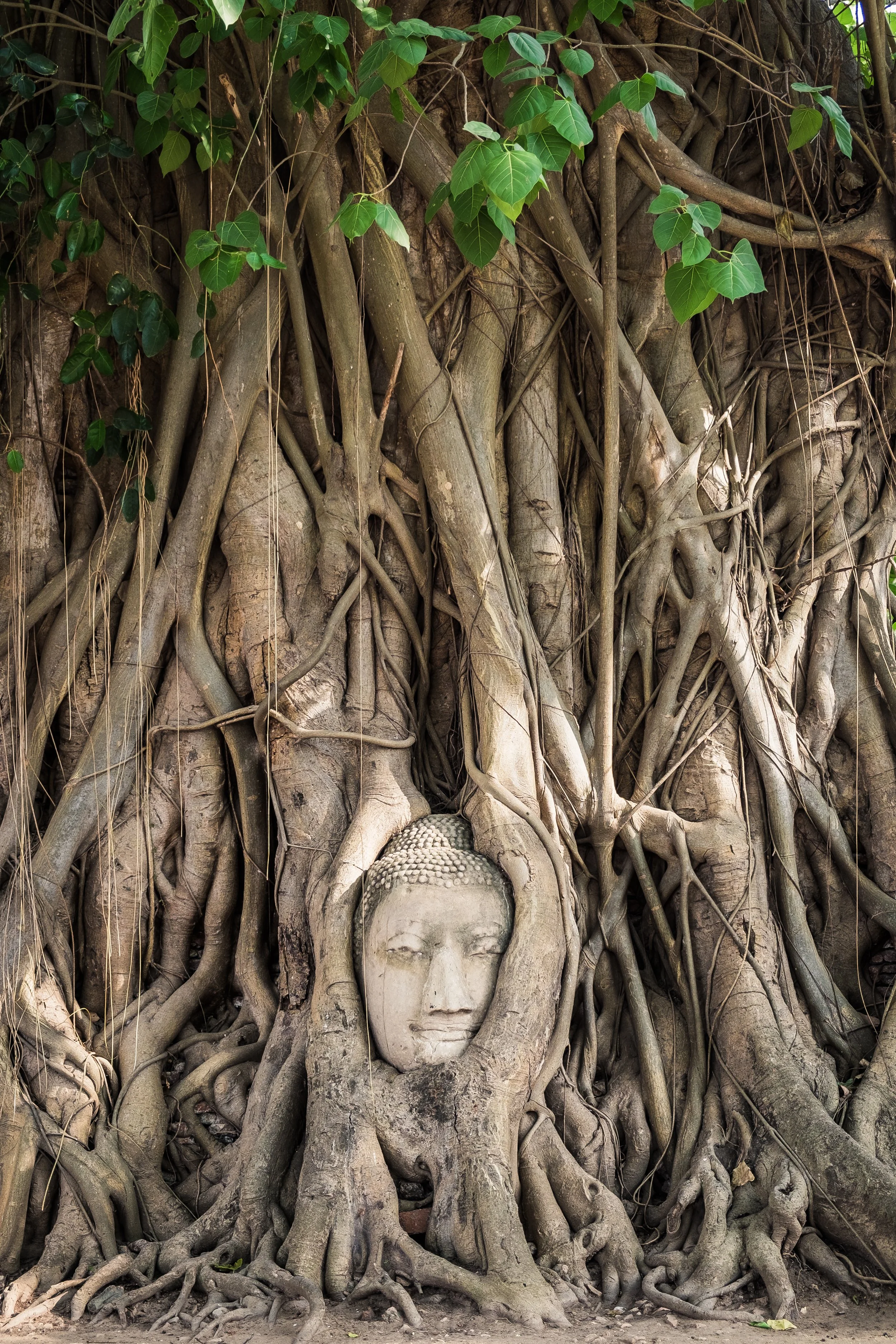 buddha-head-statue-inside-bodhi-tree-2025-03-25-01-56-53-utc.jpg