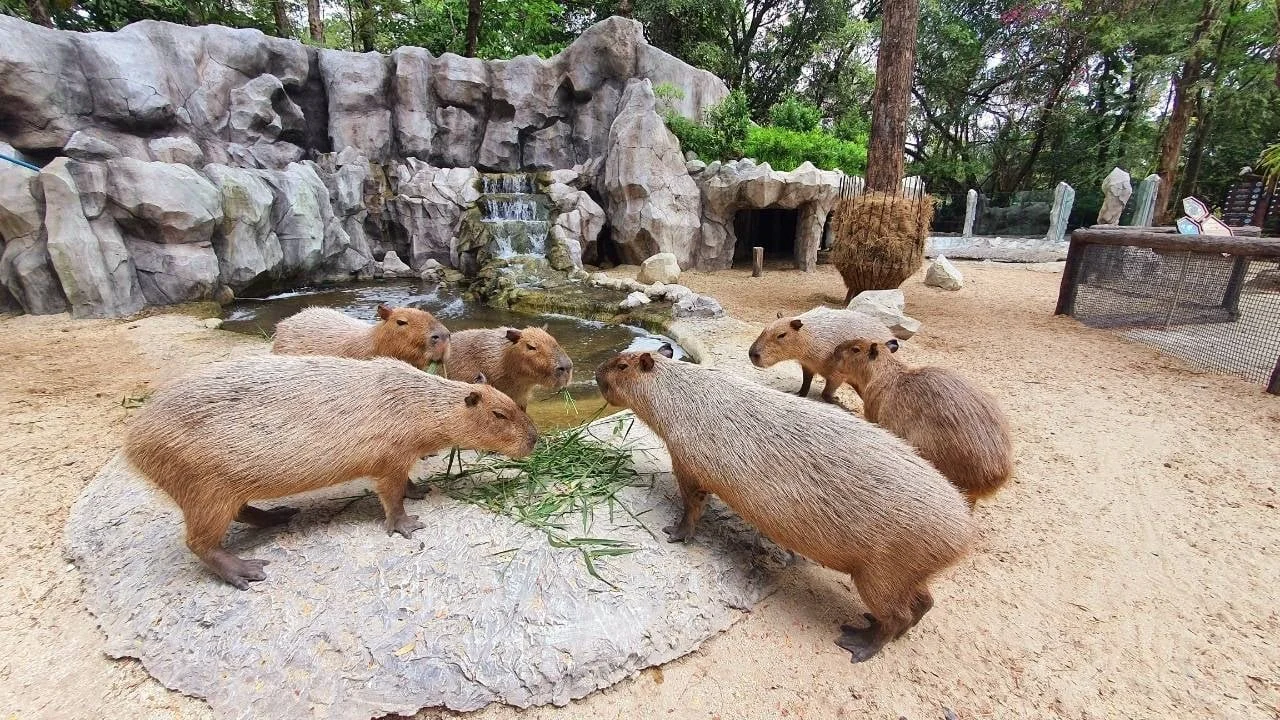 Capybara_03.jpg