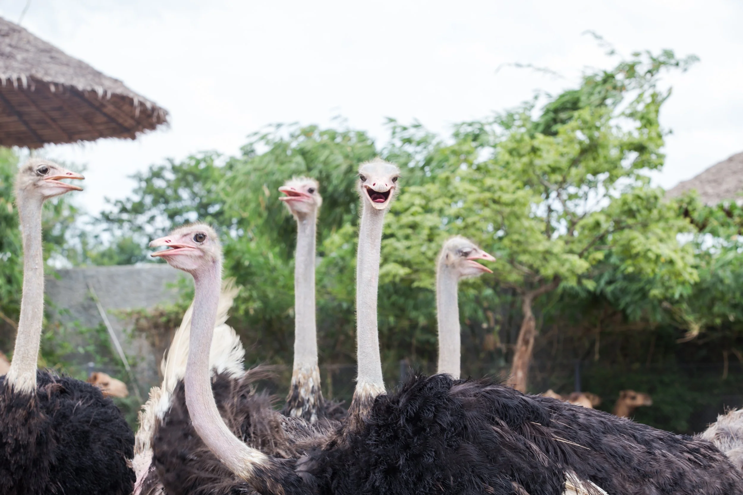 Safari Park_Ostrich.jpg