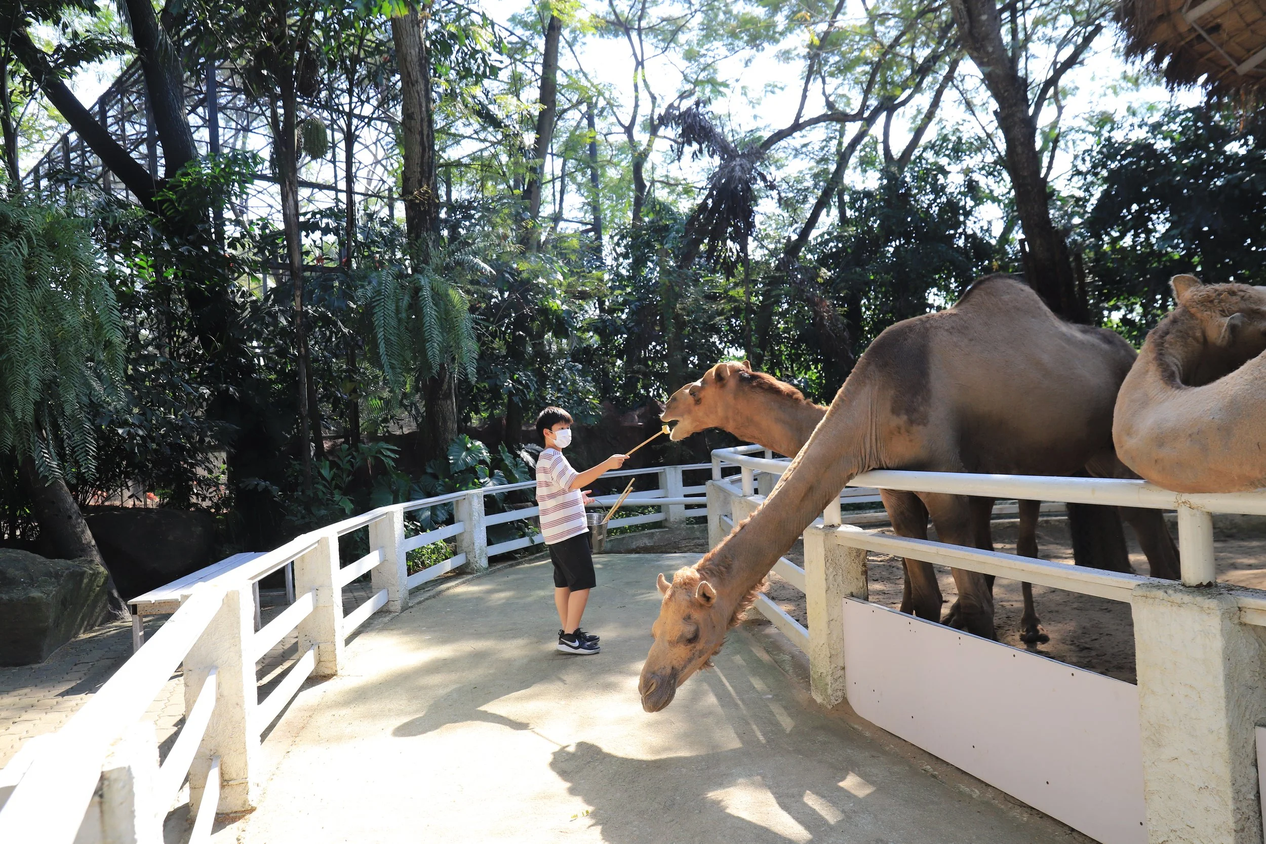 Camel_03.JPG