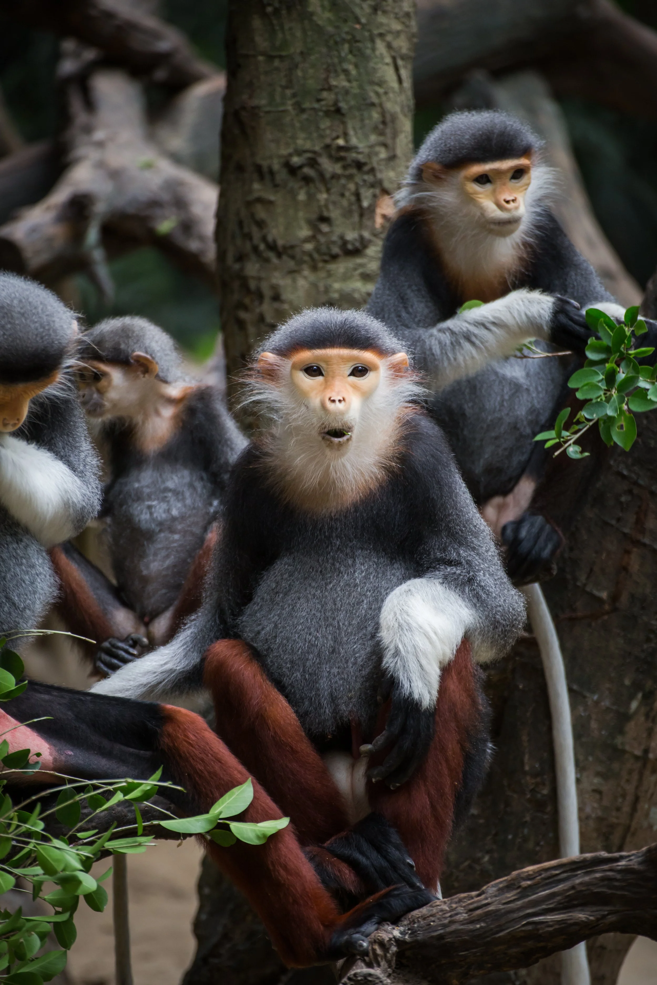 Douc Langur_01.jpg