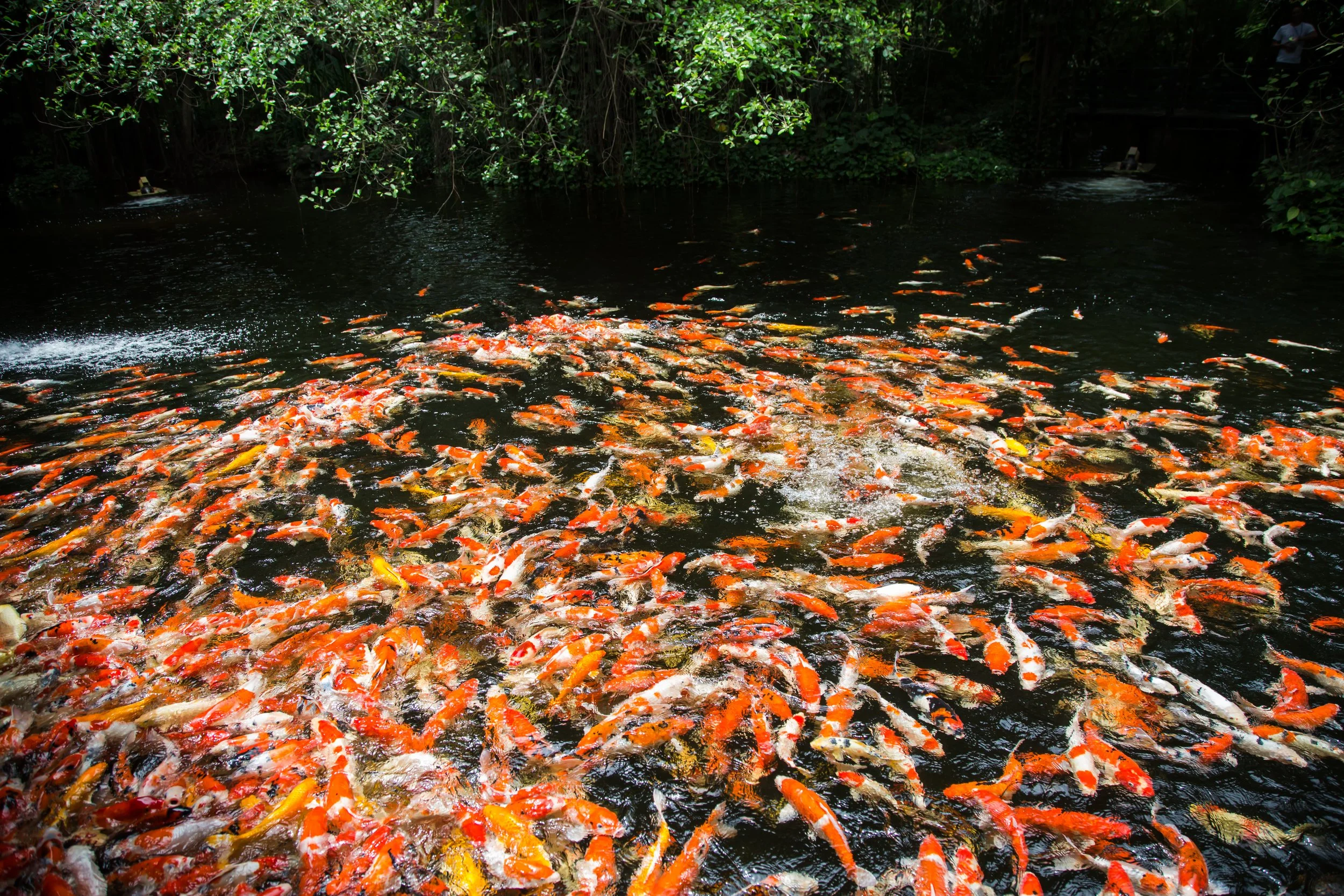 Carp_03(1).jpg