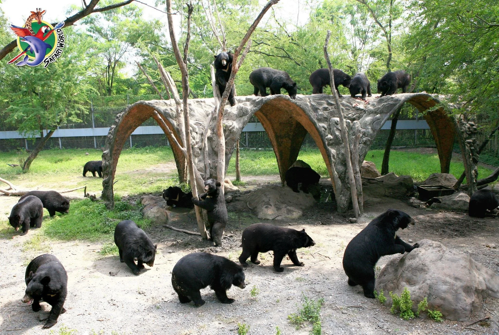 Safari Park_Black Bear.jpg