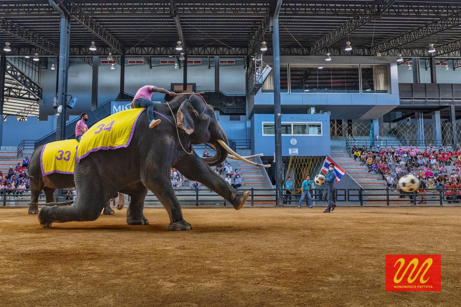 Elephant show 1.jpg