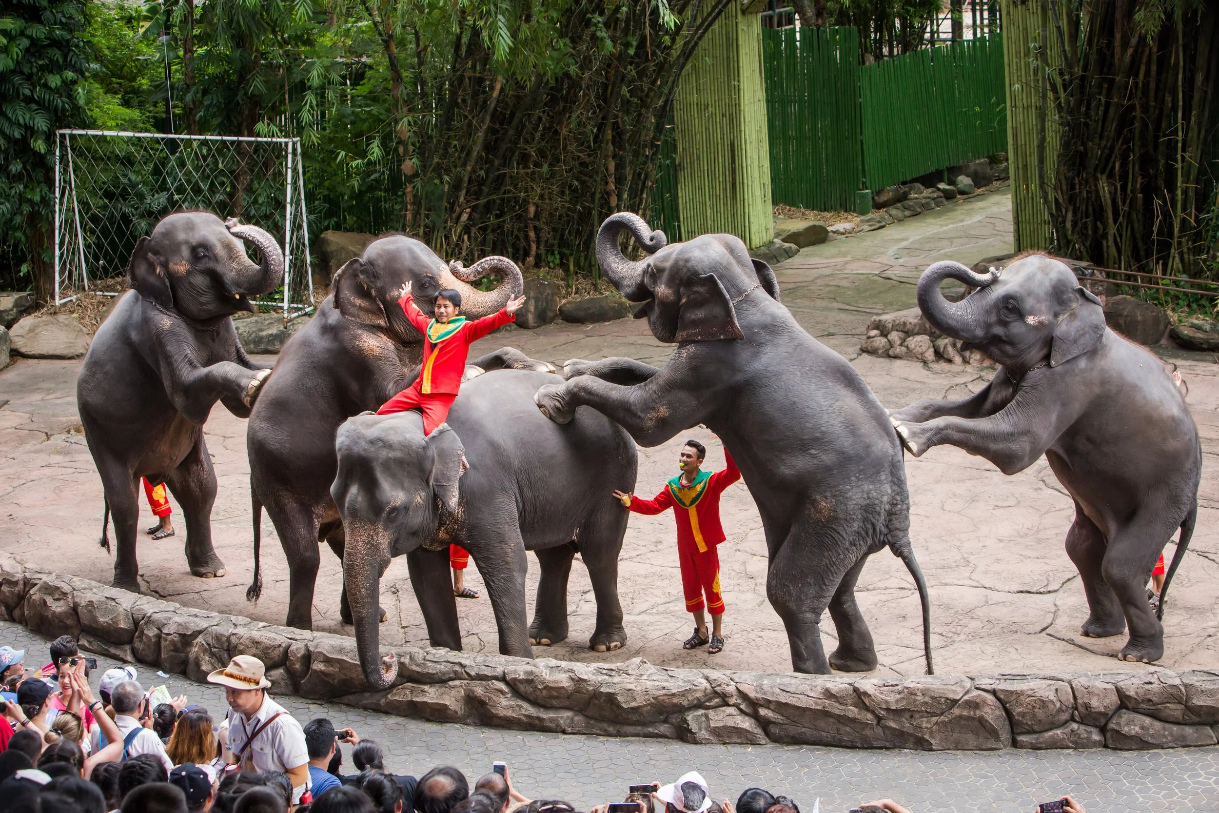 Elephants Show_04.jpg