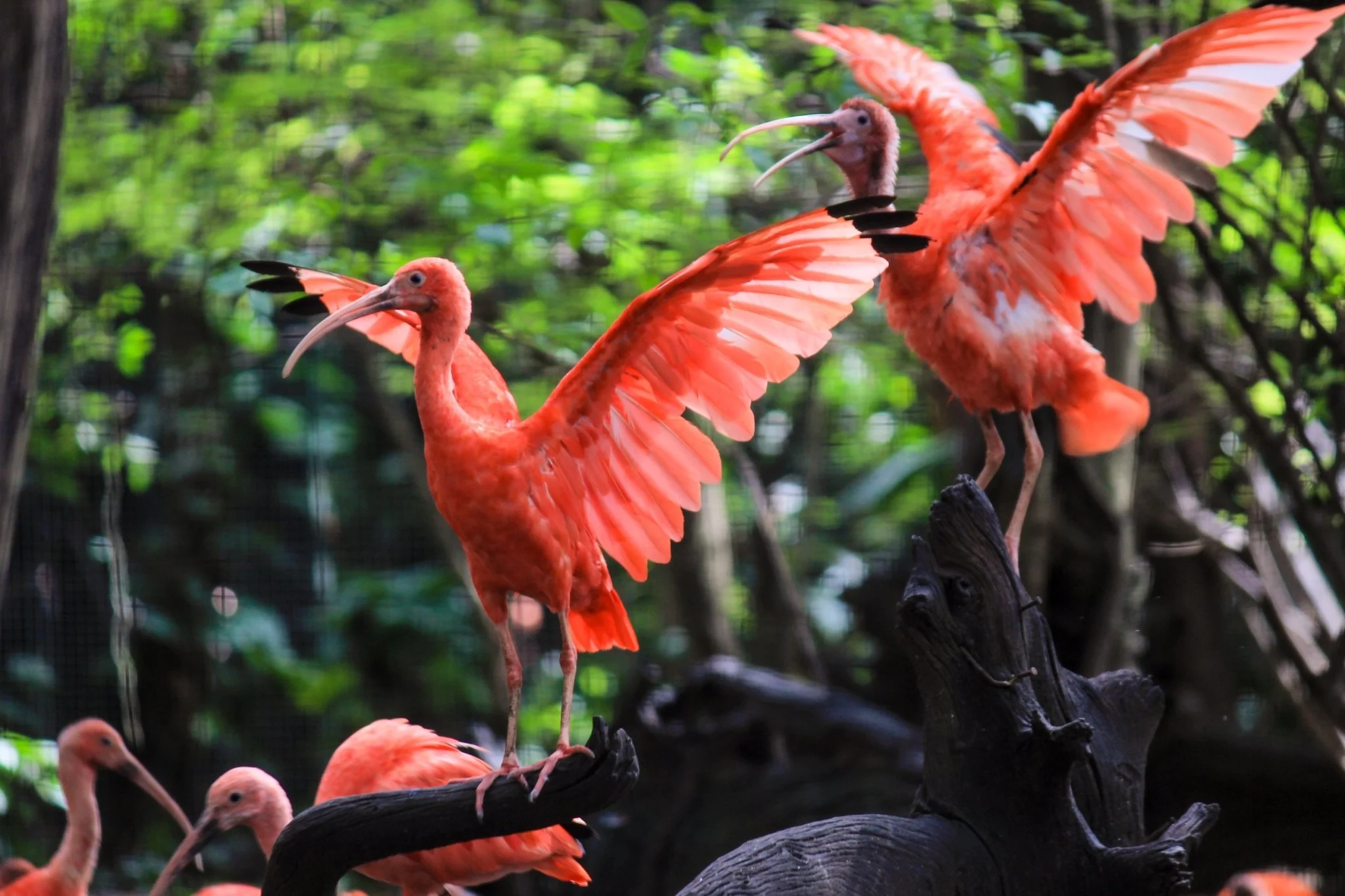 Scarlet ibis_01.jpg