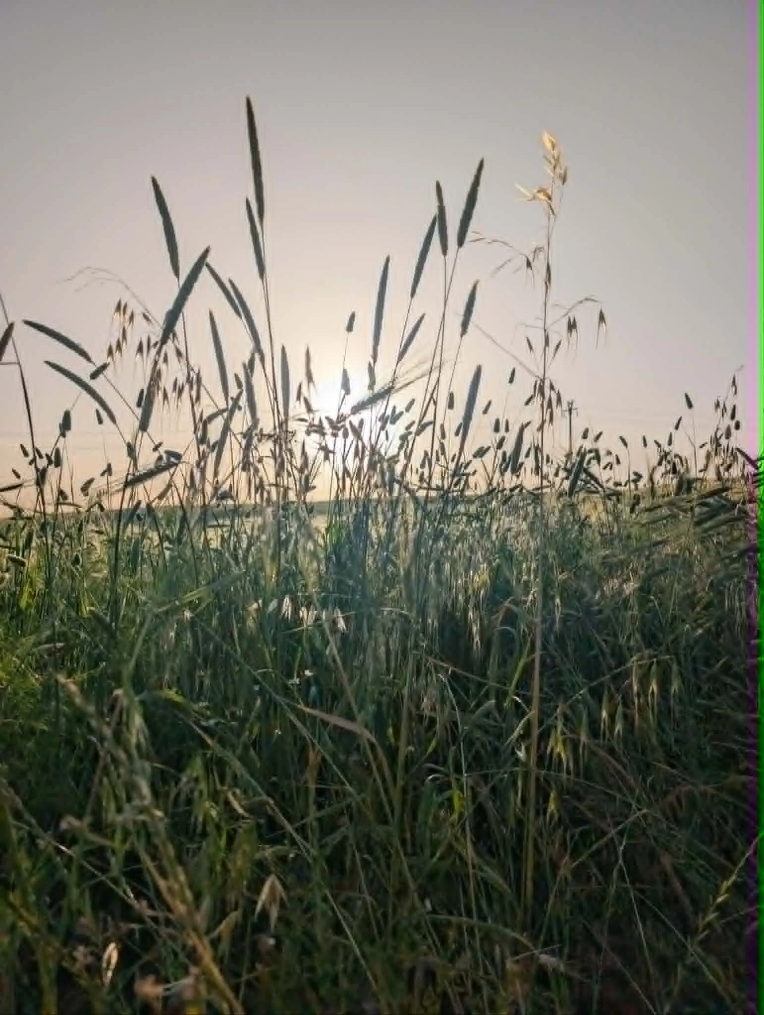 Tall grasses and plants in a field with the sun setting or rising in the background, creating a warm glow.