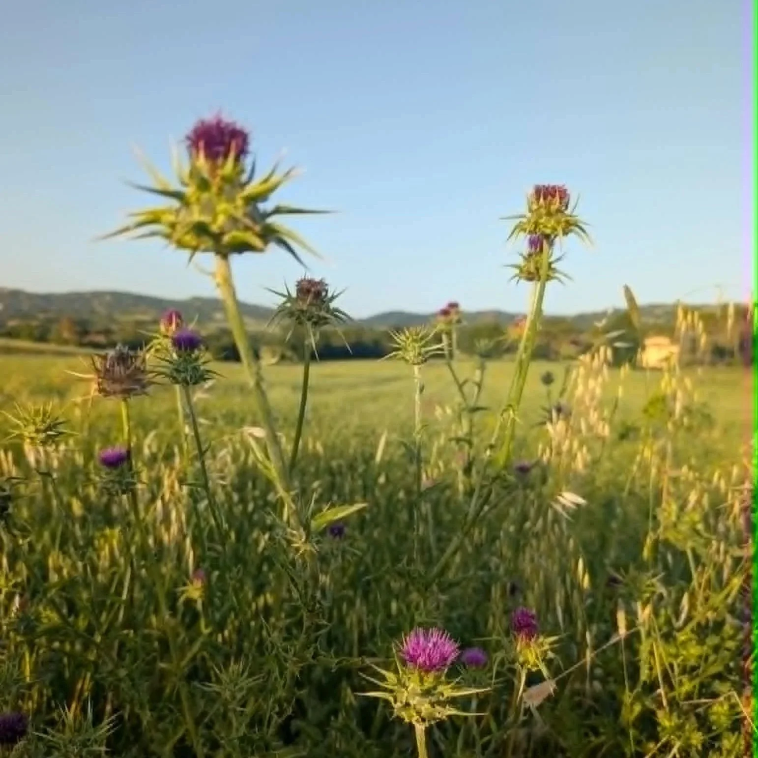 thistle.jpg