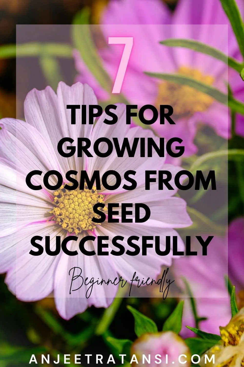 7 Tips for growing cosmos from seed successfully