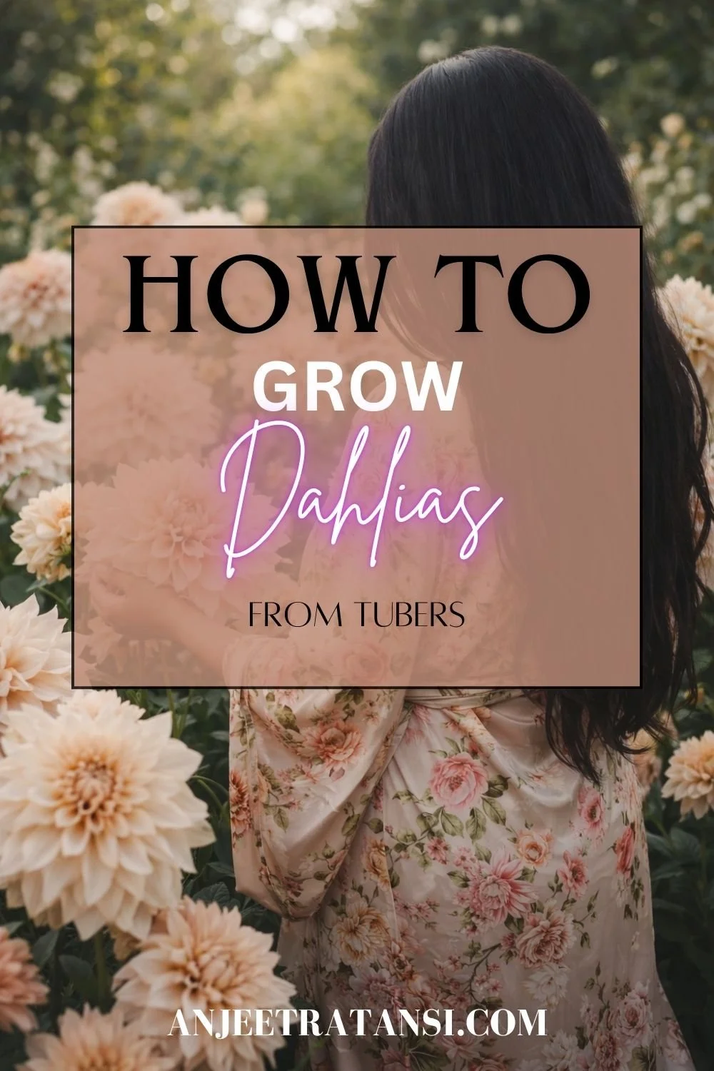 How to grow Dahlias from tubers