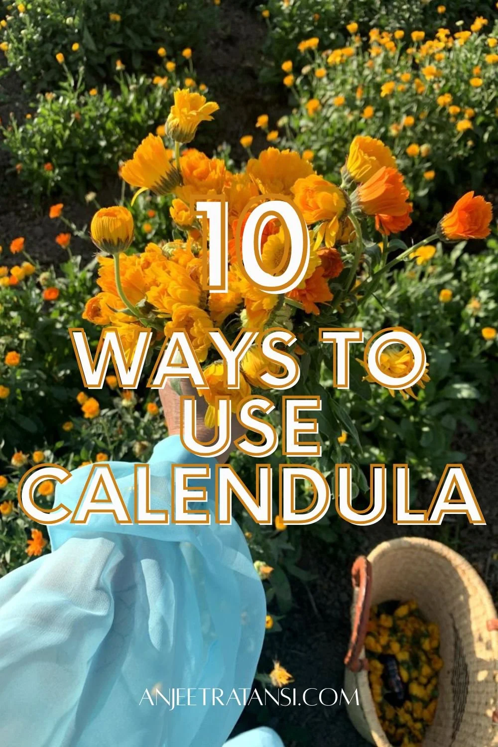 10 Ways to use Calendula flowers: From garden to home