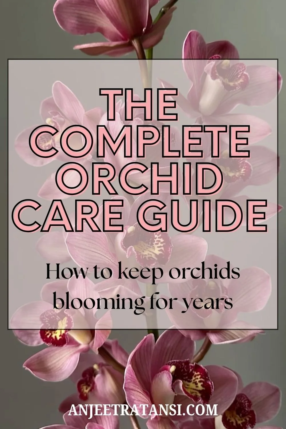 The complete orchid care guide: How to keep orchids blooming for years