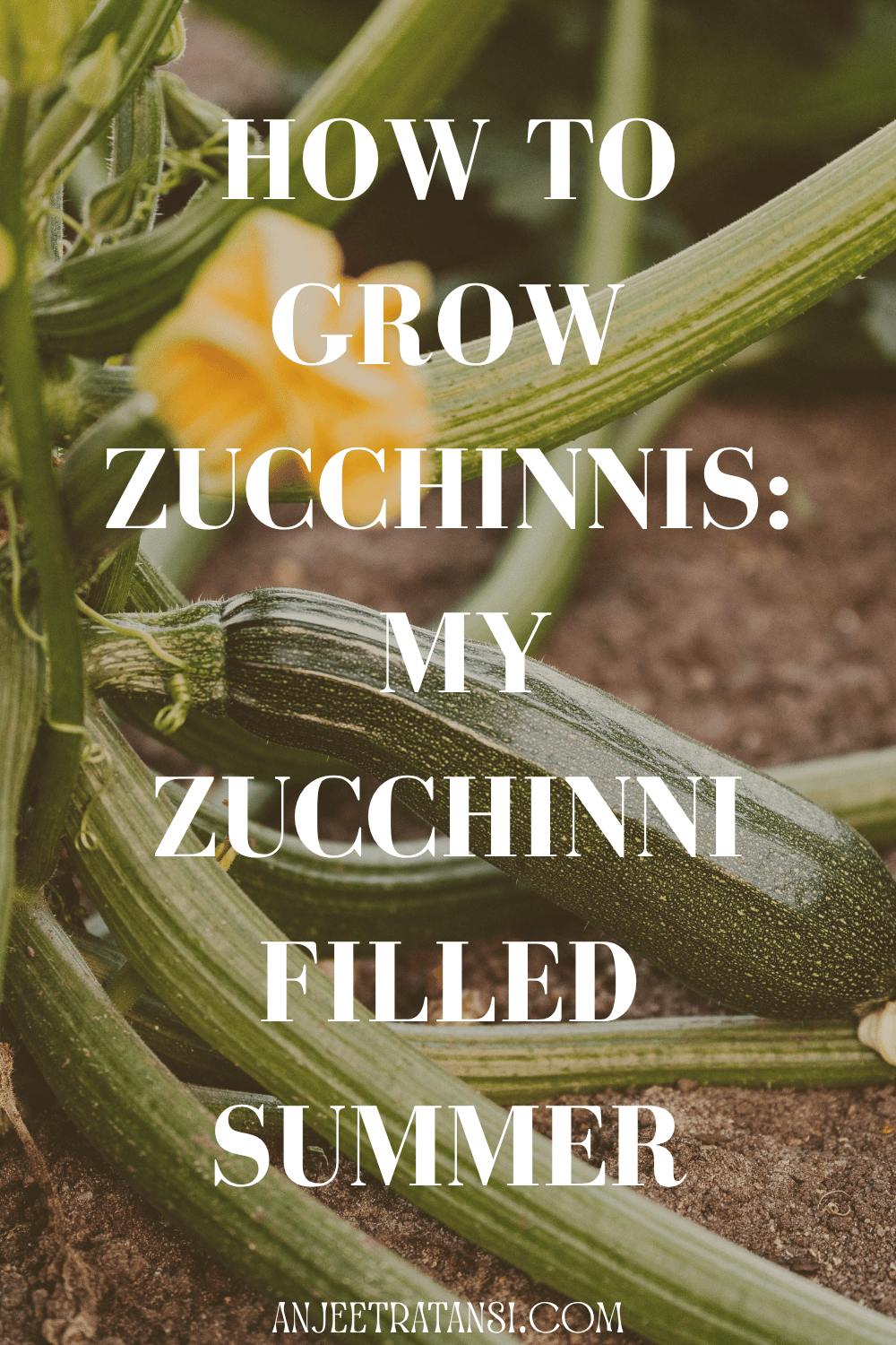 How to grow perfect zucchini's: My zucchini filled summer 