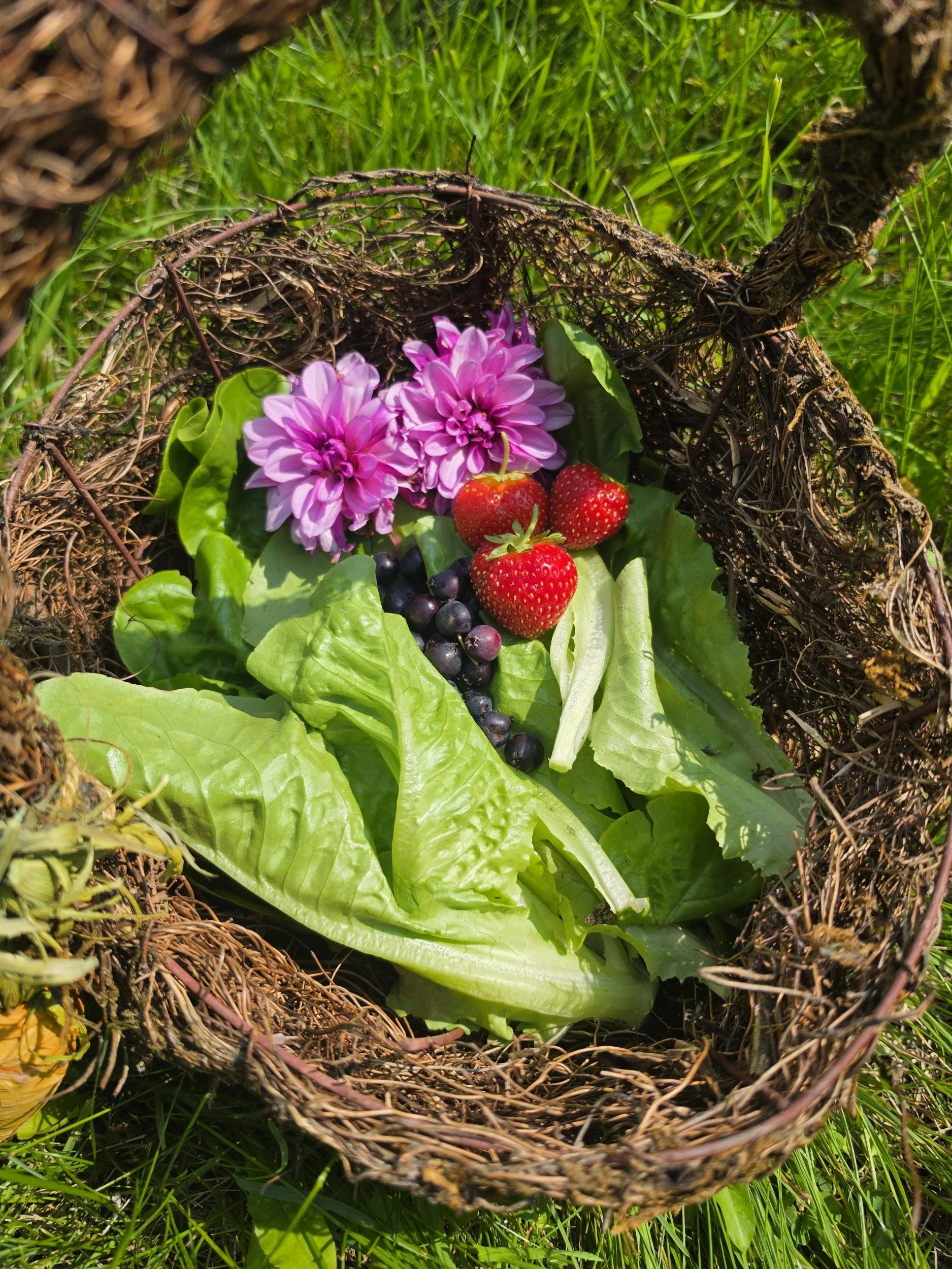 A bird's nest made of twigs and grass, containing pink flowers, strawberries, and blueberries, placed on a bed of green leaves with grass in the background.