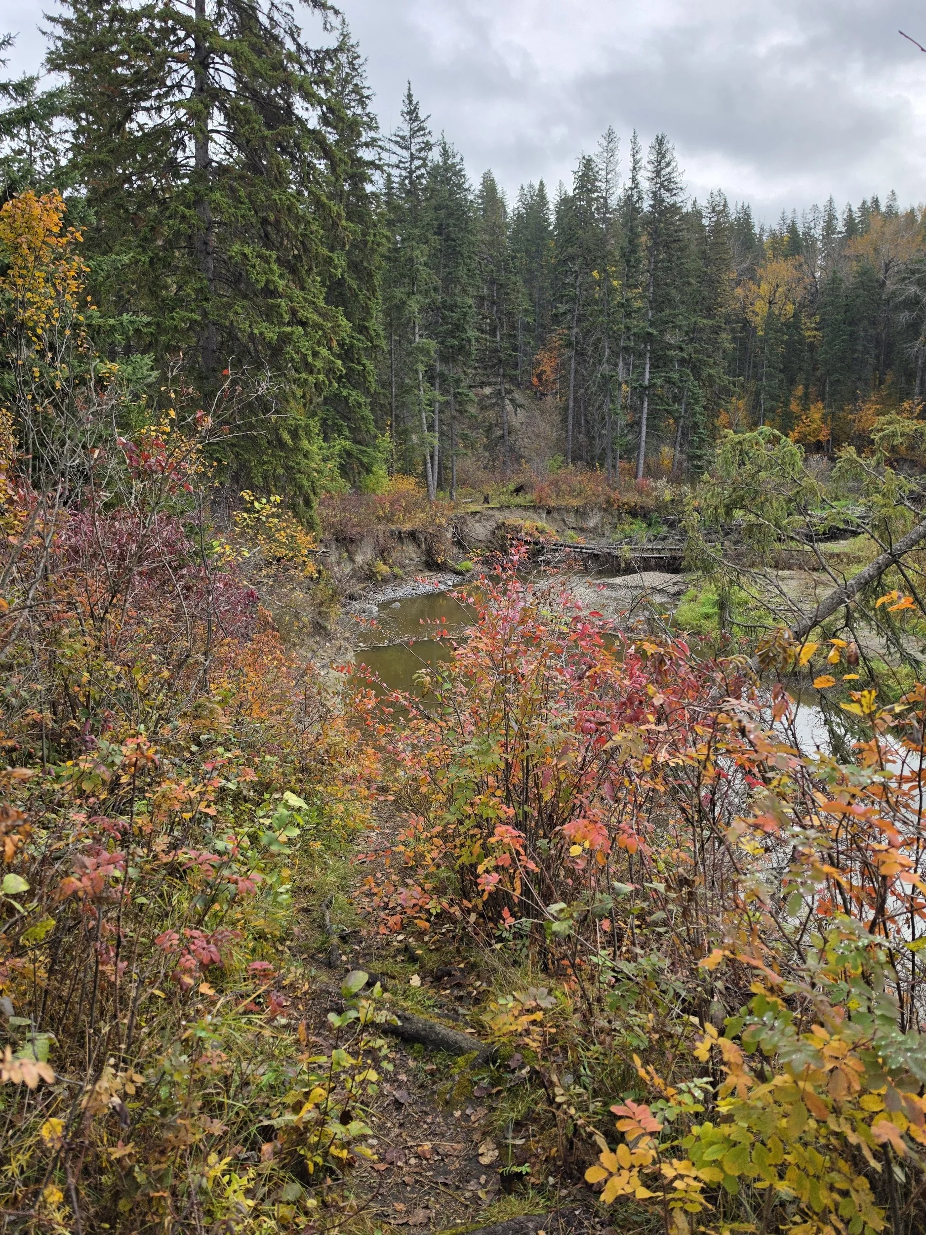 A nature scene with dense evergreen trees, colorful autumn foliage, a small creek, and a mountain in the background under a cloudy sky.