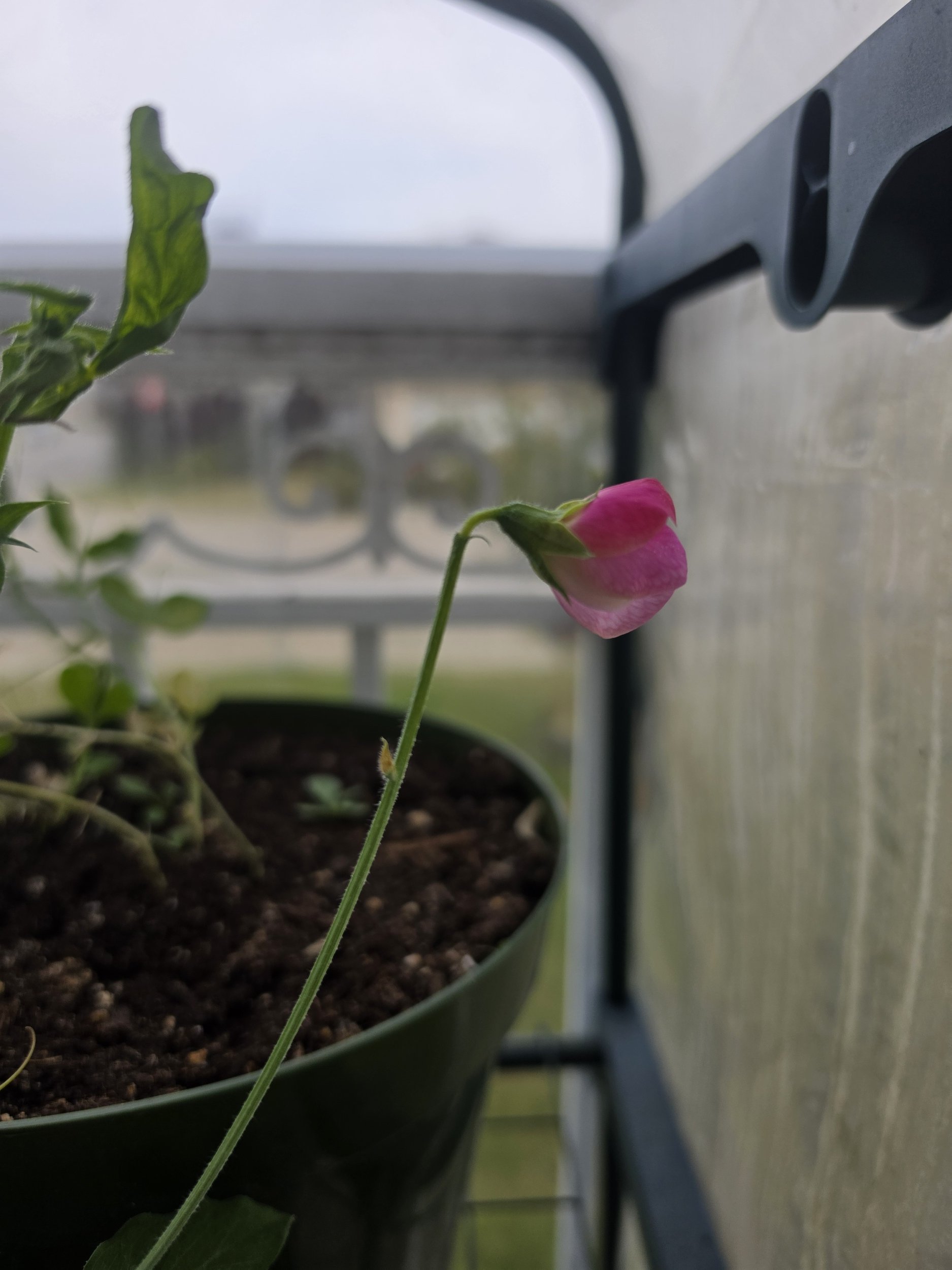 A pink flower with a green stem and leaves growing in a pot on a window sill, seen from below against a blurred background outside.
