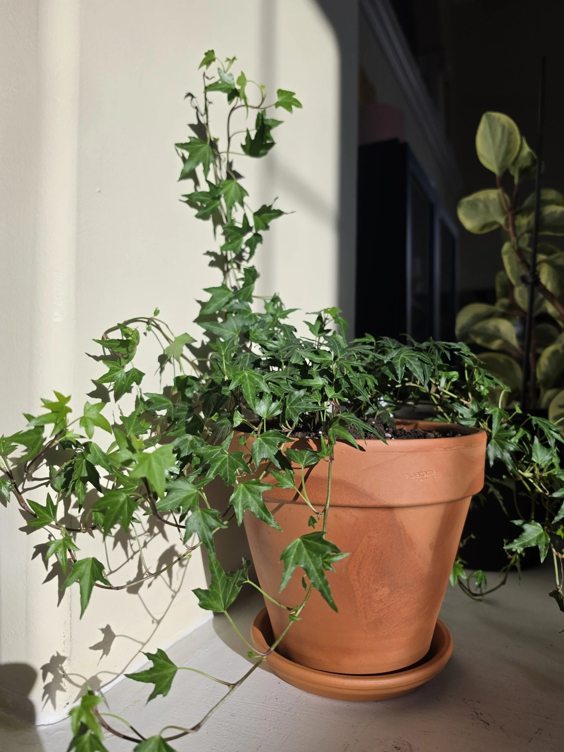 A terracotta pot with green ivy and plant leaves sitting on a wooden surface near a white wall with shadows.