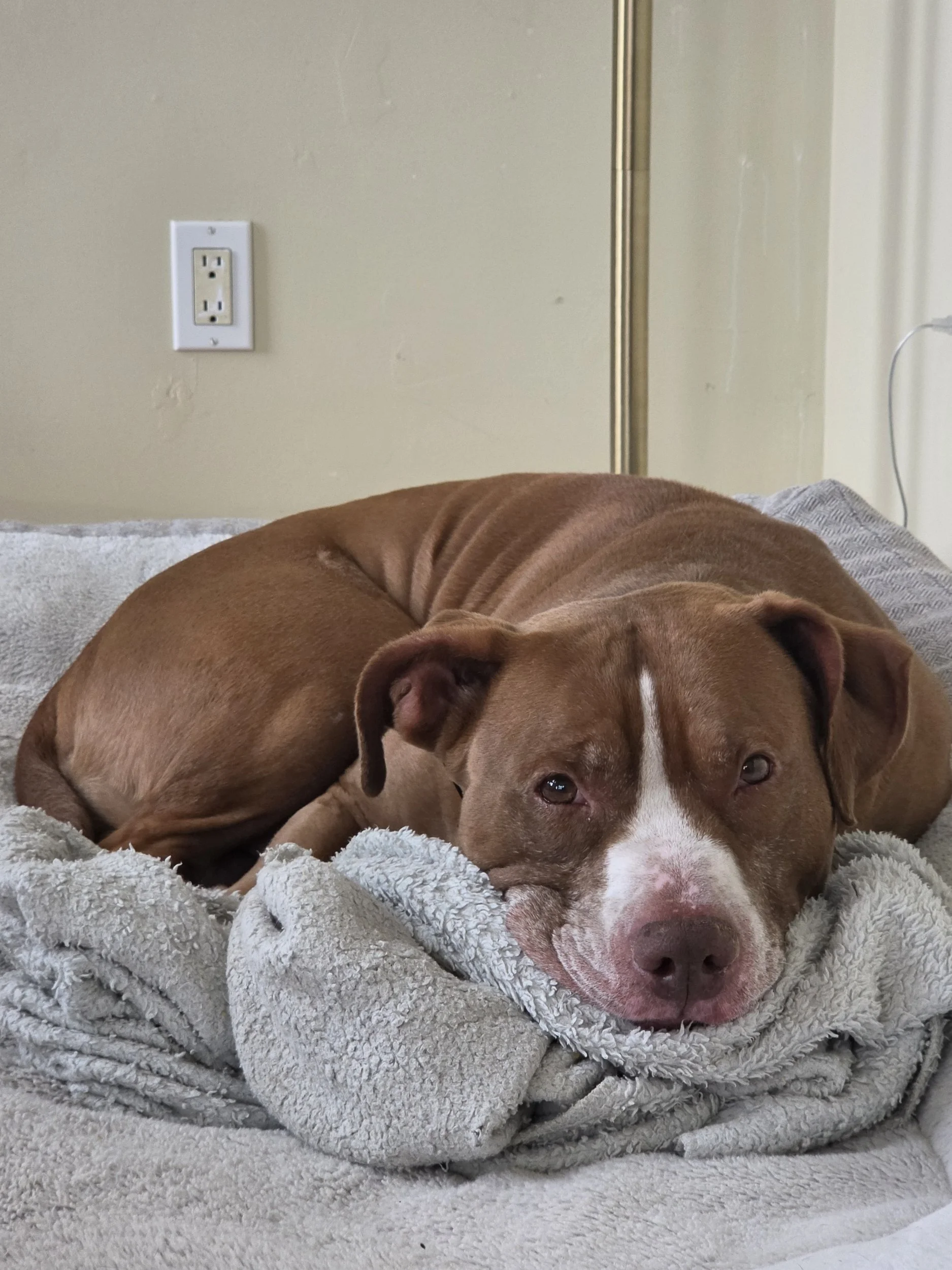 A brown and white dog lying on a soft, fluffy, light gray blanket. The dog appears relaxed with its eyes slightly open and its head resting on the blanket. Part of a wall outlet, a gold-colored metal pole, and a white cord are visible in the background.