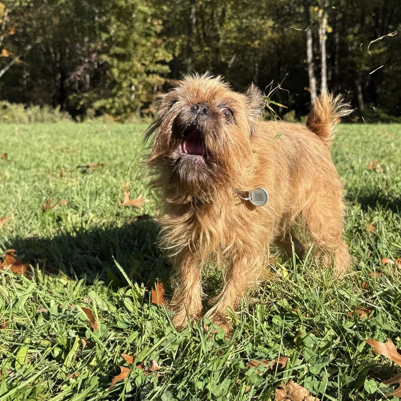 Luna in action.