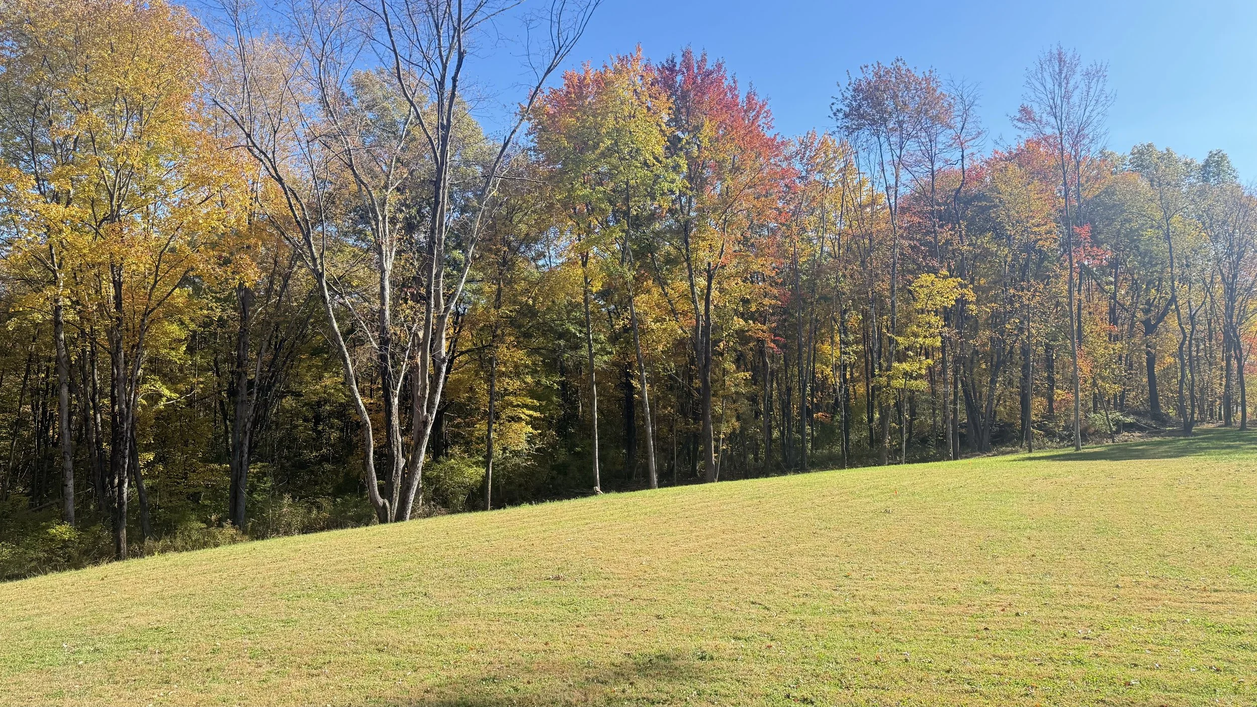 The forest and lawn.