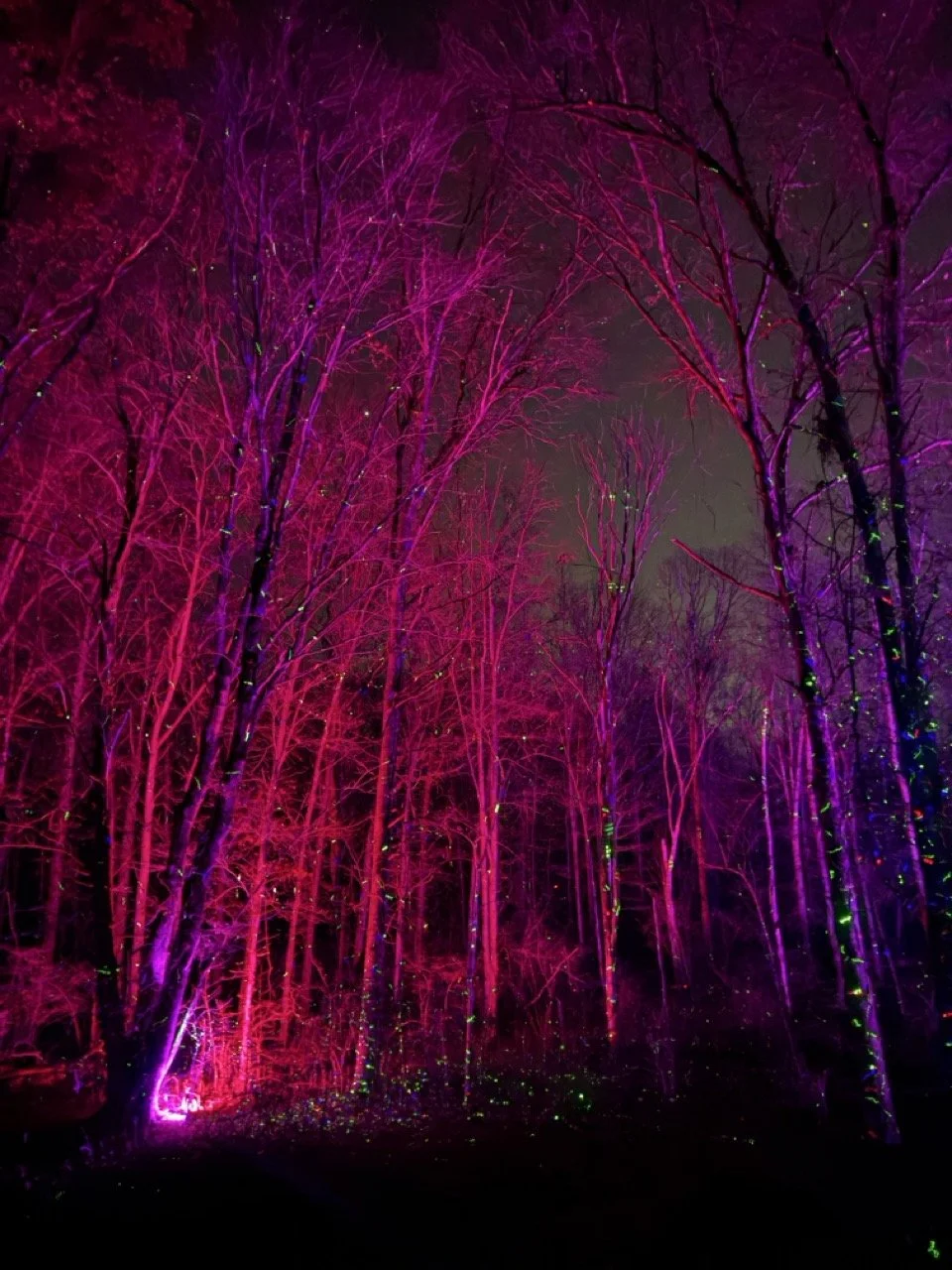 The forest comes alive at night.