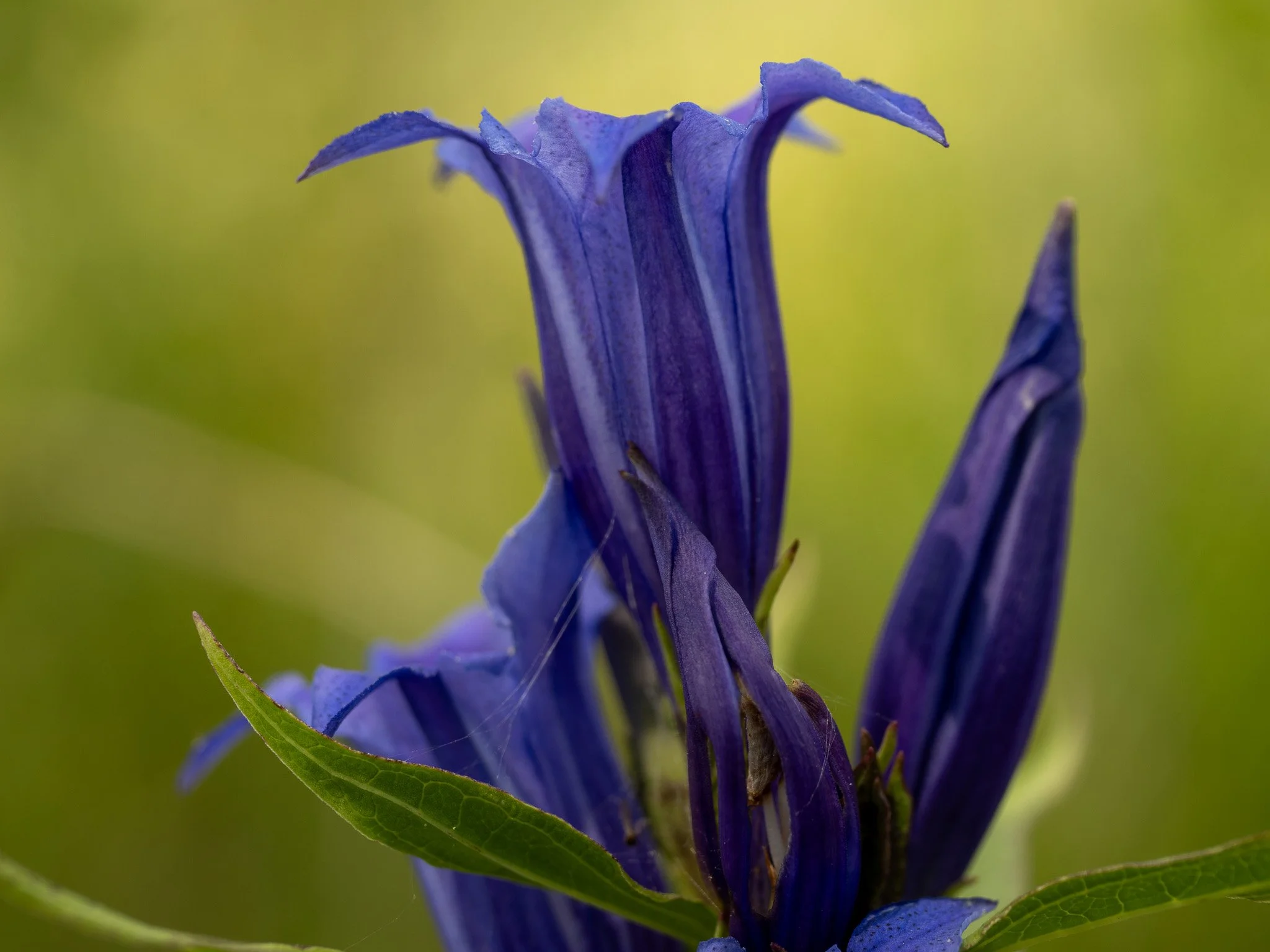 P1101426-2.jpg