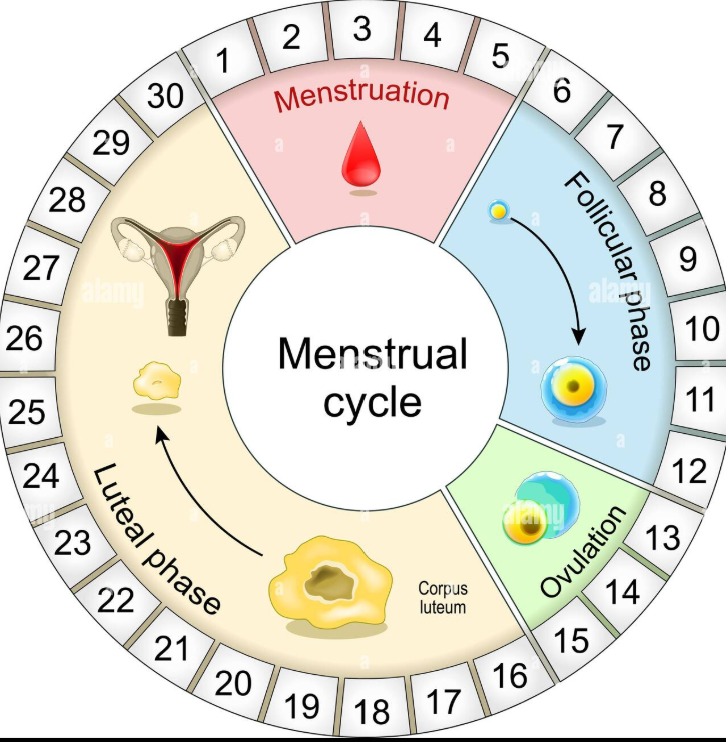 What A Healthy Female Cycle is Supposed to Look Like. 