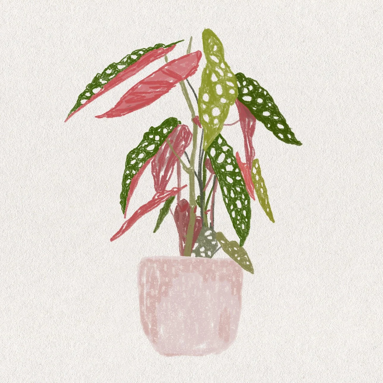 Polkadot plant begonia maculata illustration.jpg