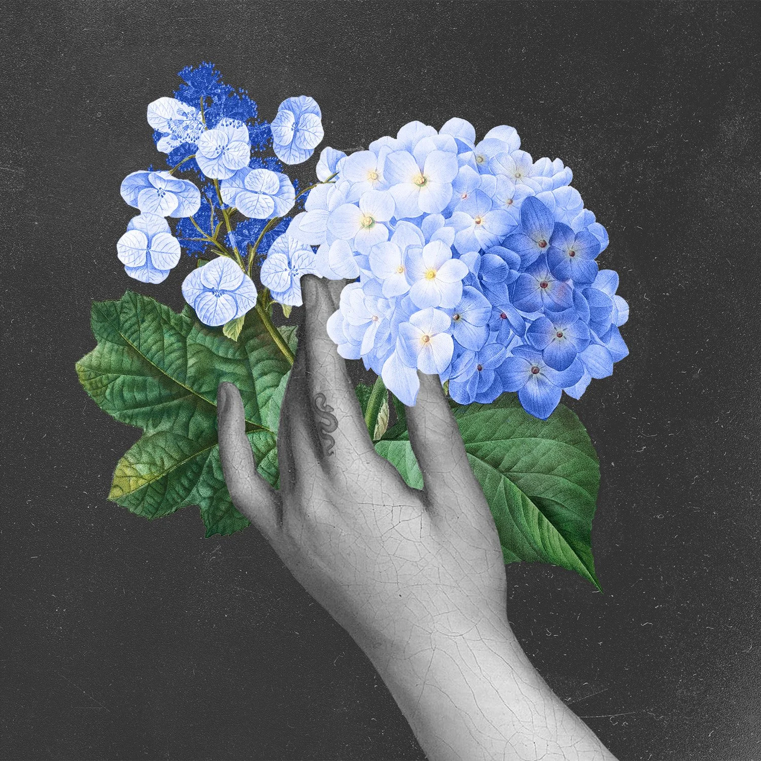 HYDRANGEA.jpg