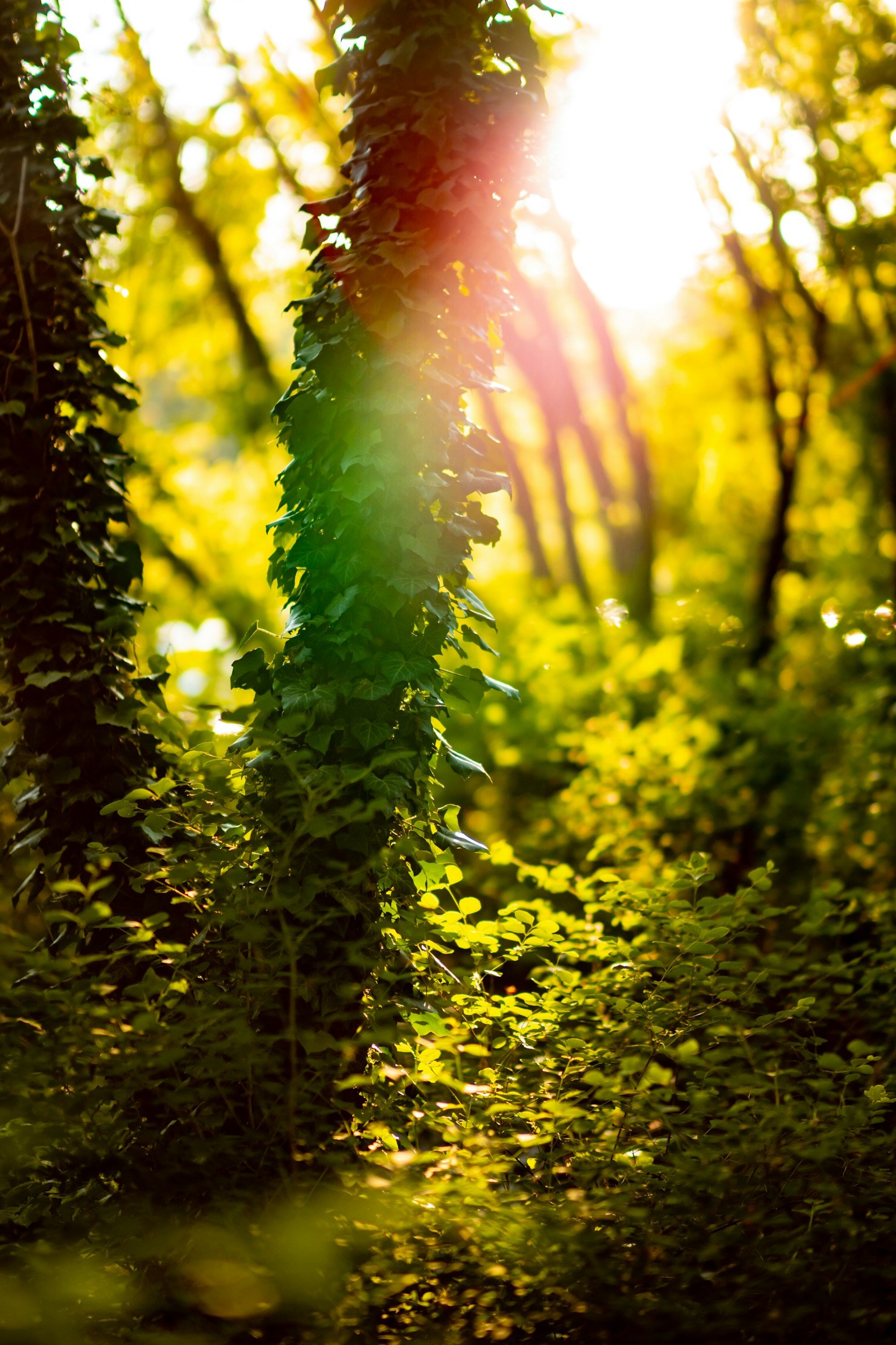 Sunlight filters through a forest of trees with lush green foliage, creating a warm and vibrant atmosphere.