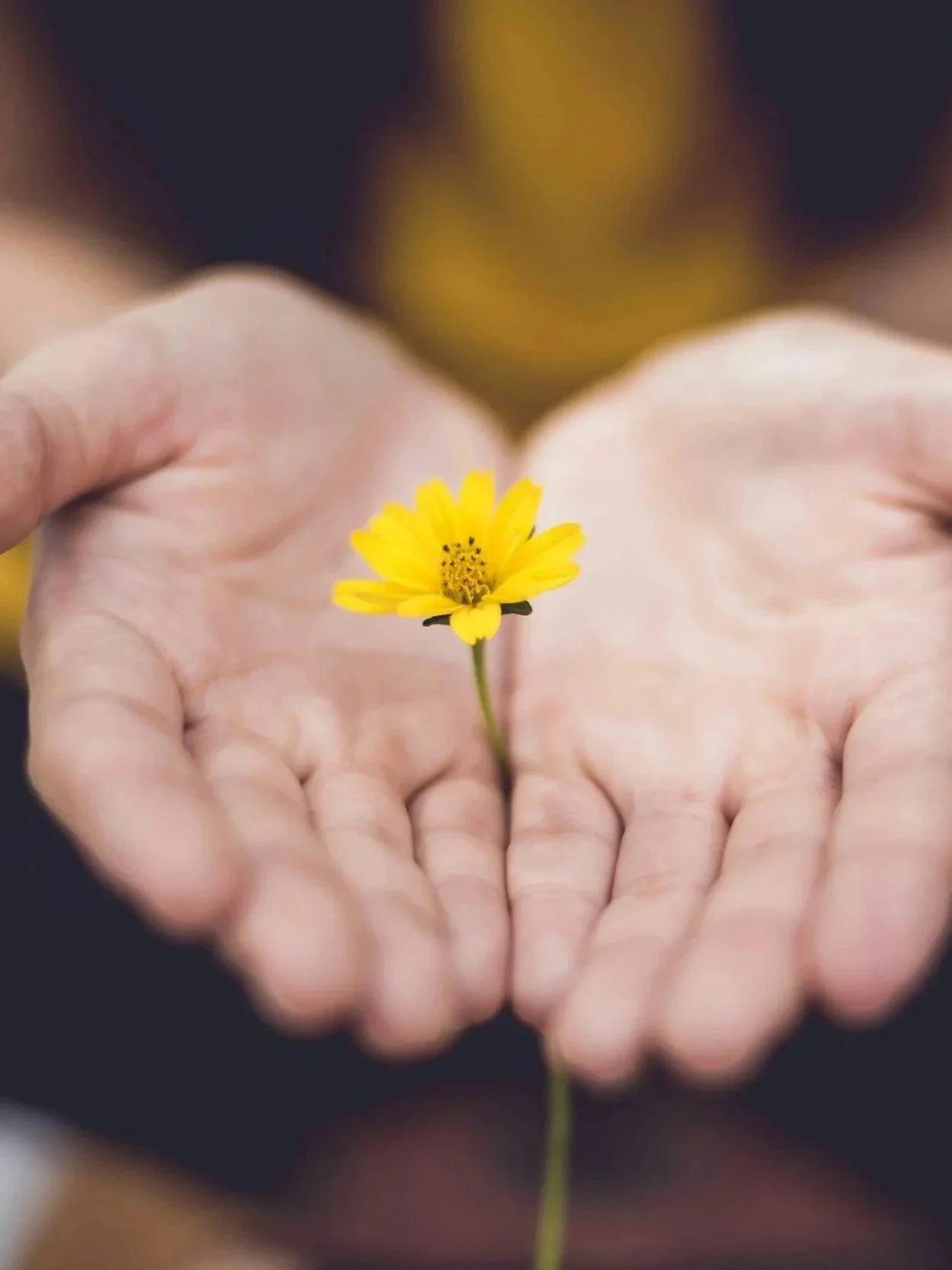 Two hands gently holding a small yellow flower with a dark background.