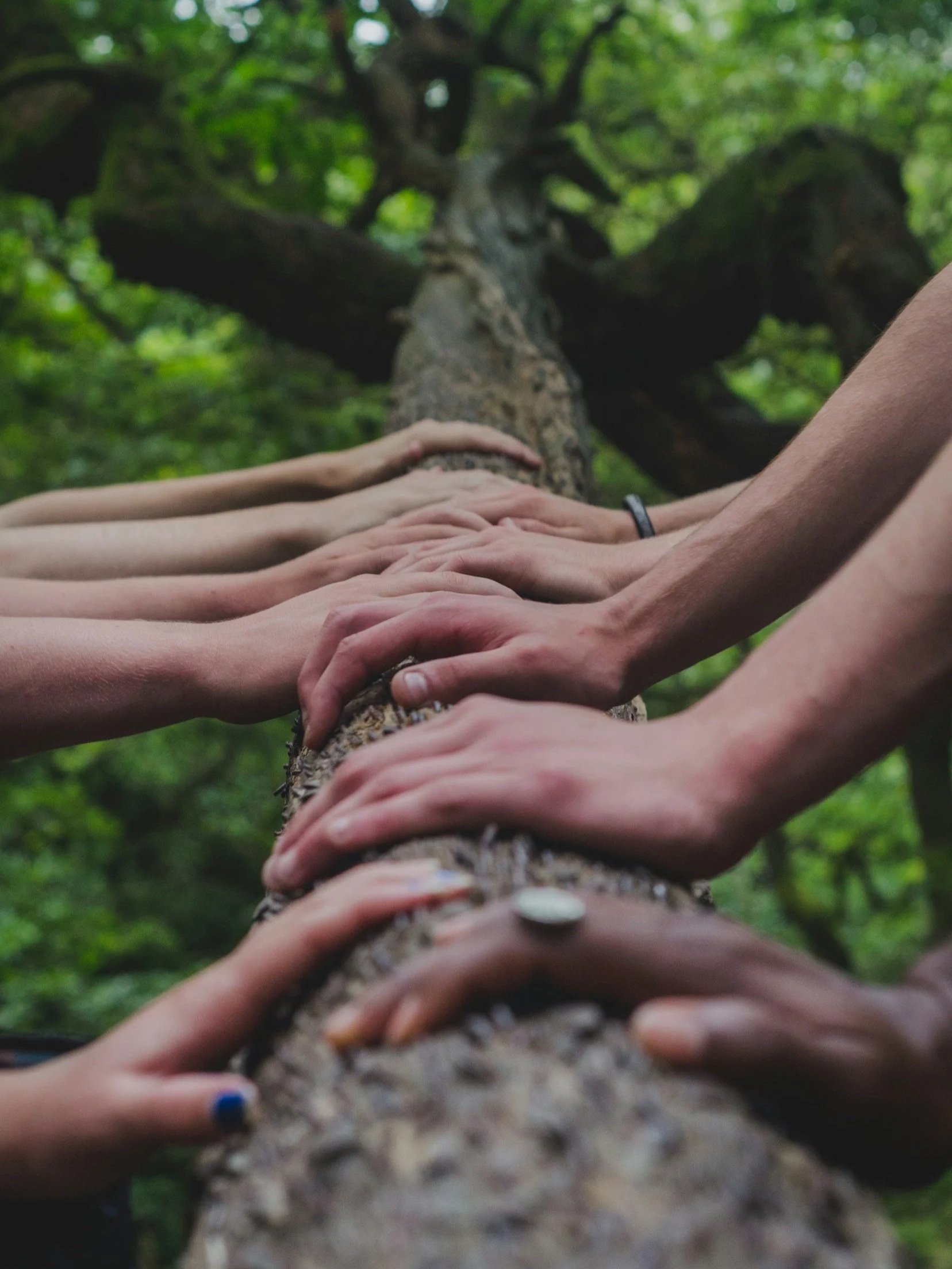 Multiple hands touching a tree trunk in a forest setting, looking up at the tree canopy.
