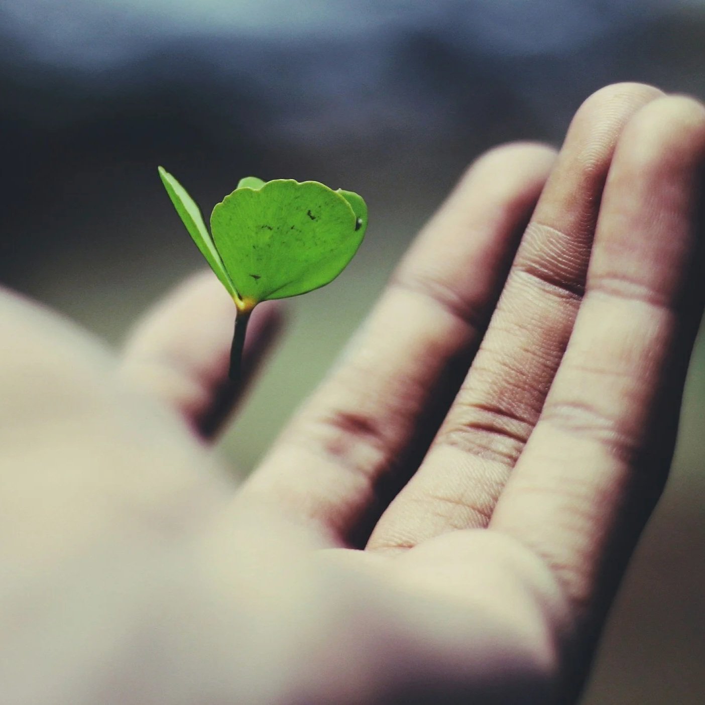 A close-up of a hand holding a small green leaf with a dark background.