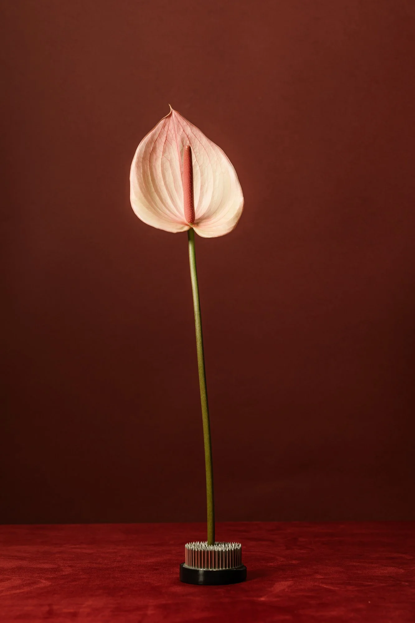 kaboompics_artistic-flower-arrangements-red-and-burgundy-floral-still-life-38883.jpg