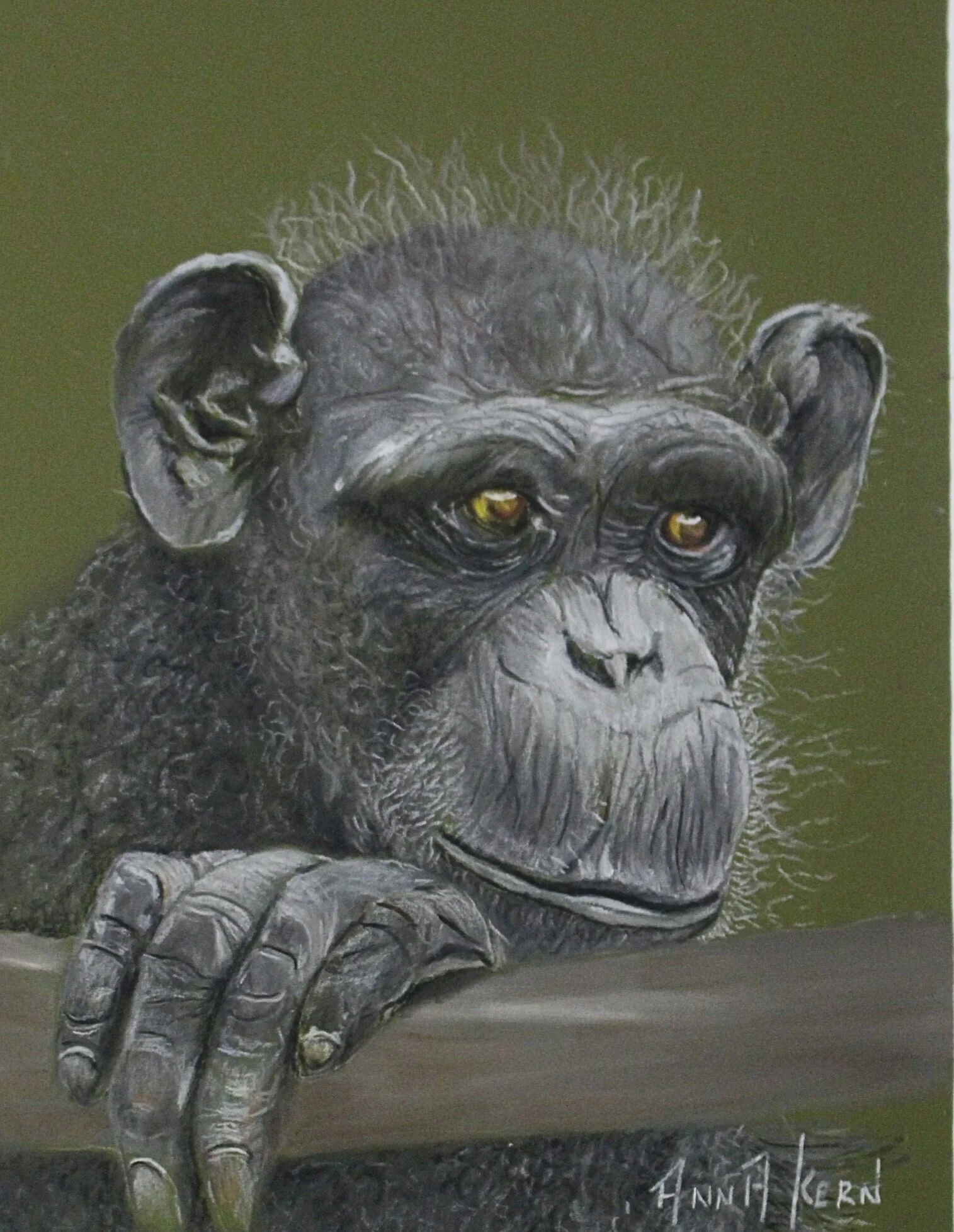 Chimp