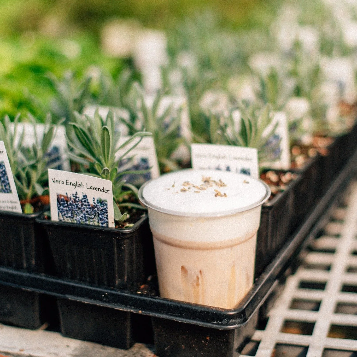 Iced London Fog!! 😊
Roll call, where are my London Fog lovers at?! 👀
Earl grey tea with in house made Lavender syrup, vanilla, and steamed milk.
Have it hot or iced
