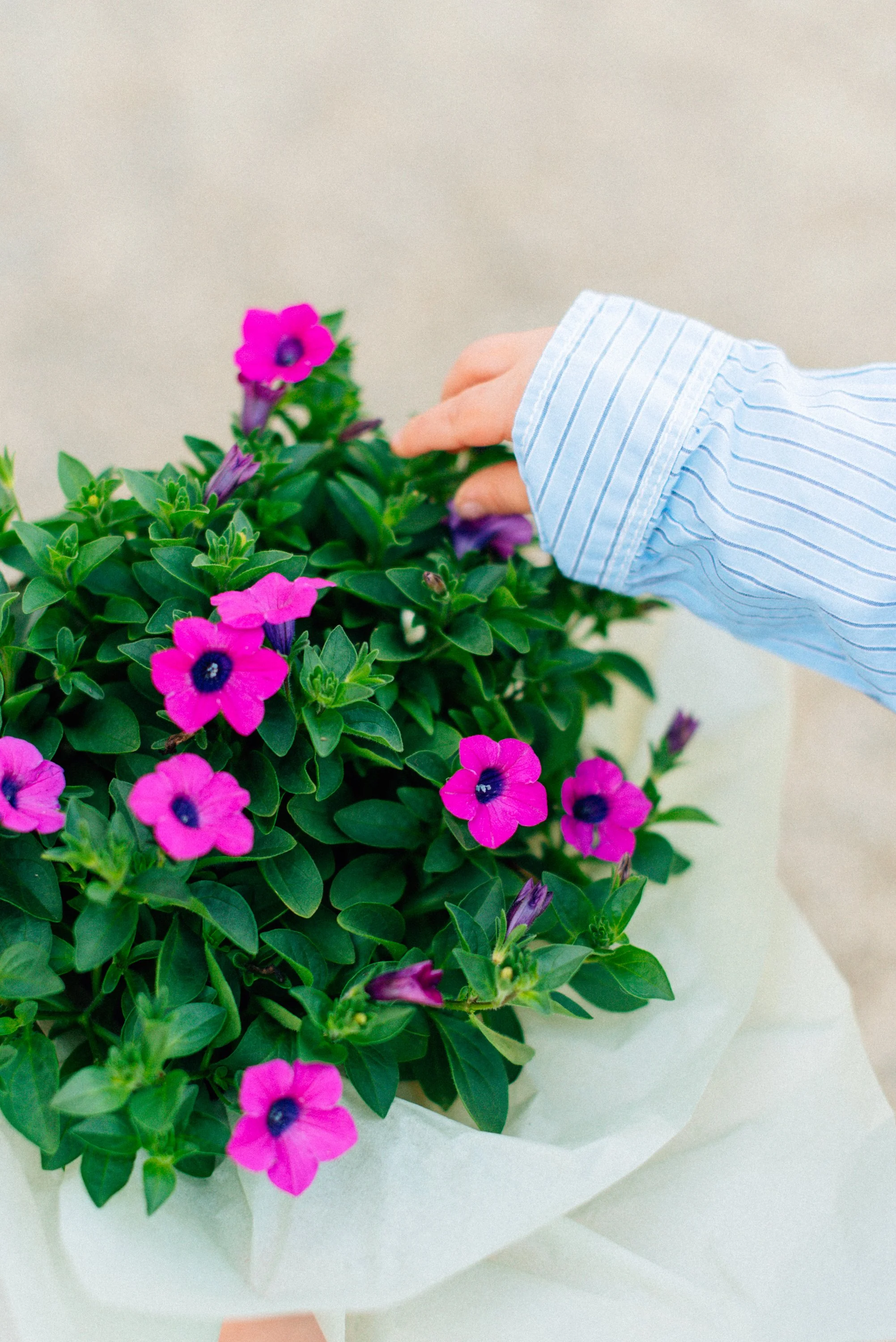 A person's hand touching pink and purple flowers in a bouquet wrapped in white paper.