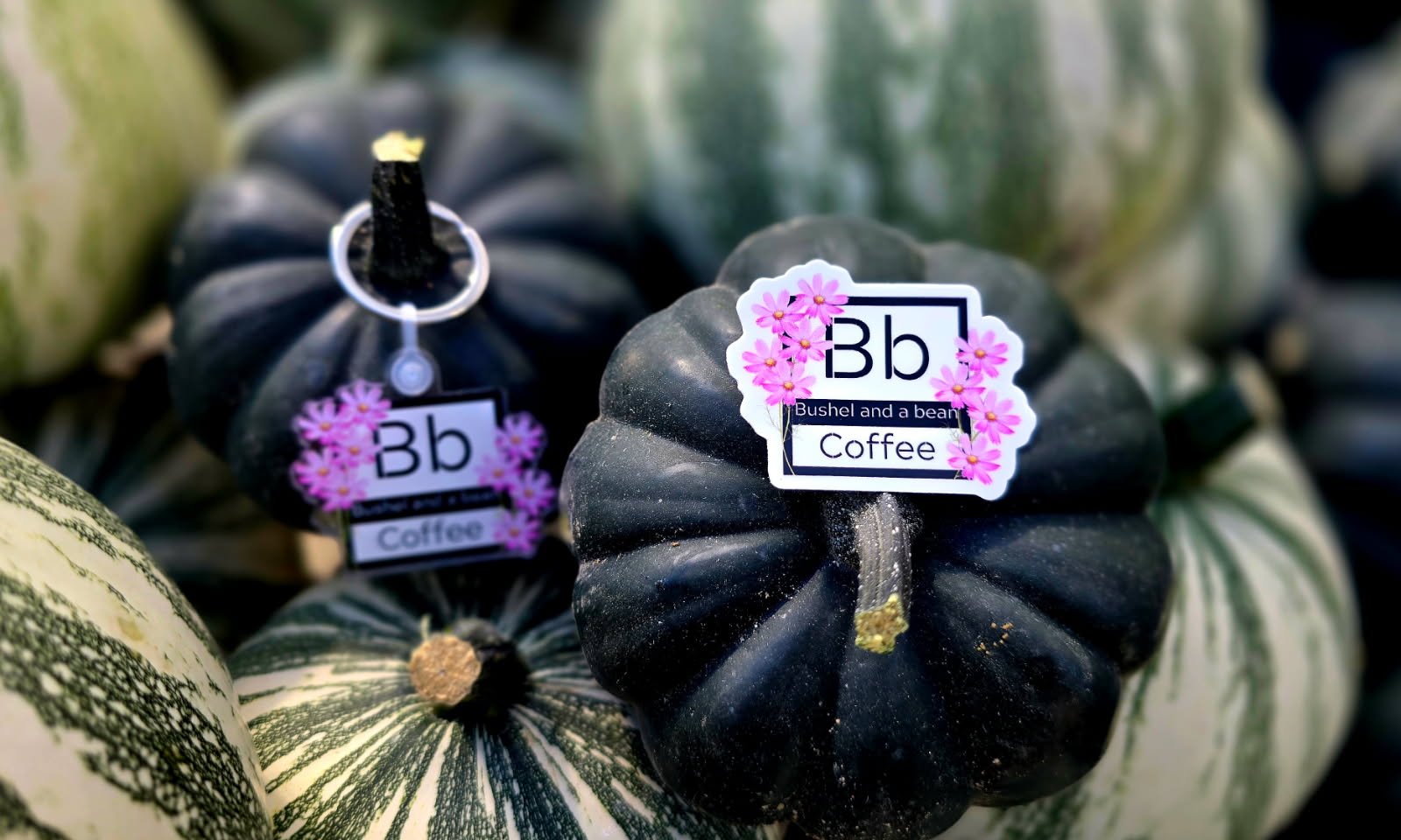Close-up of black and green striped gourds with labels that read 'Bb,' 'Bushel and a bean,' and 'Coffee,' surrounded by pink flowers.