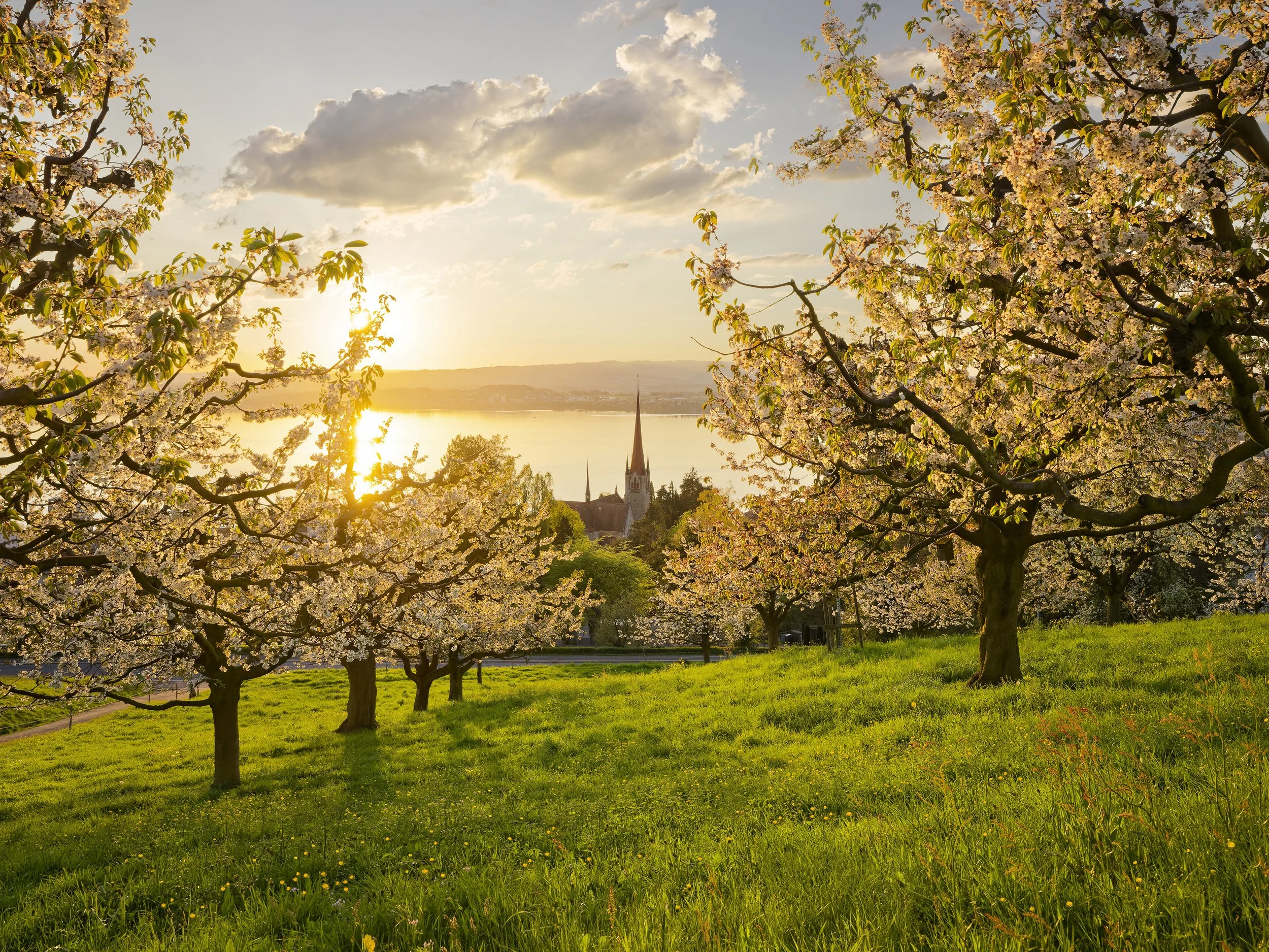 Kirschblüte in der Stadt Zug mit Blick auf Kirche St. Michael – 09.04.2026