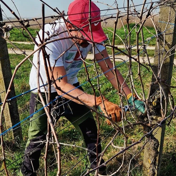 This coming Saturday I need another hand to help me with the pruning ✂️🍇 of El Triumpho vineyard. 

Any helping hand 👋🏻 around?

@peterspriggs72 thanks! 

Contact me 🥰 🙏

#eltriumphowine #vigneronalsacien