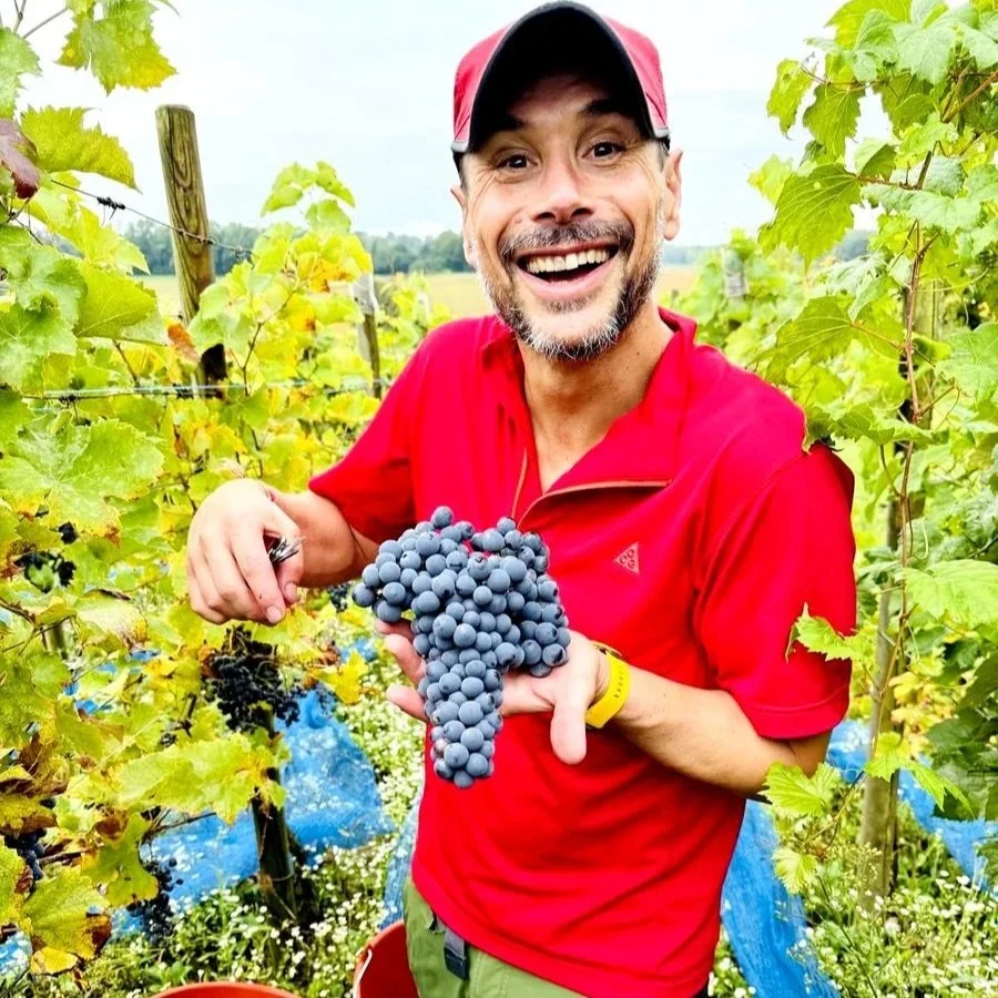 A man in a red shirt and red and black cap holding a bunch of grapes, smiling in a vineyard with green leaves and grapevines.