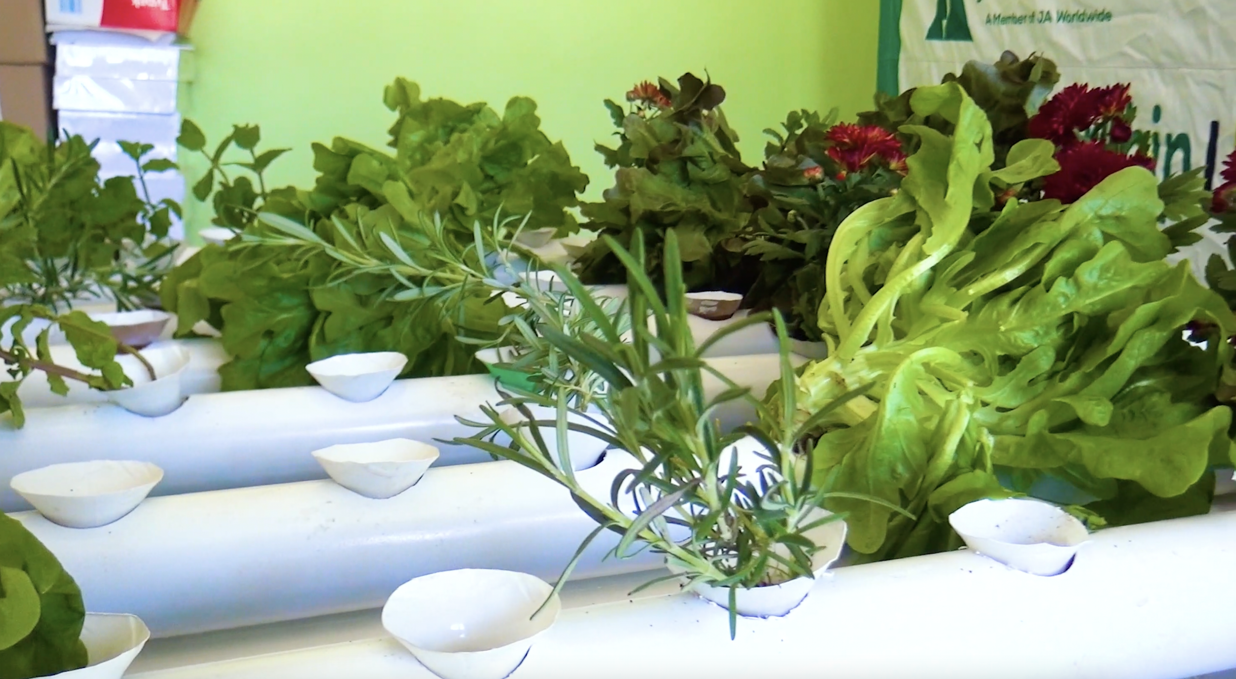 Team NagroTech: Fresh Vegetables in Eswatini 