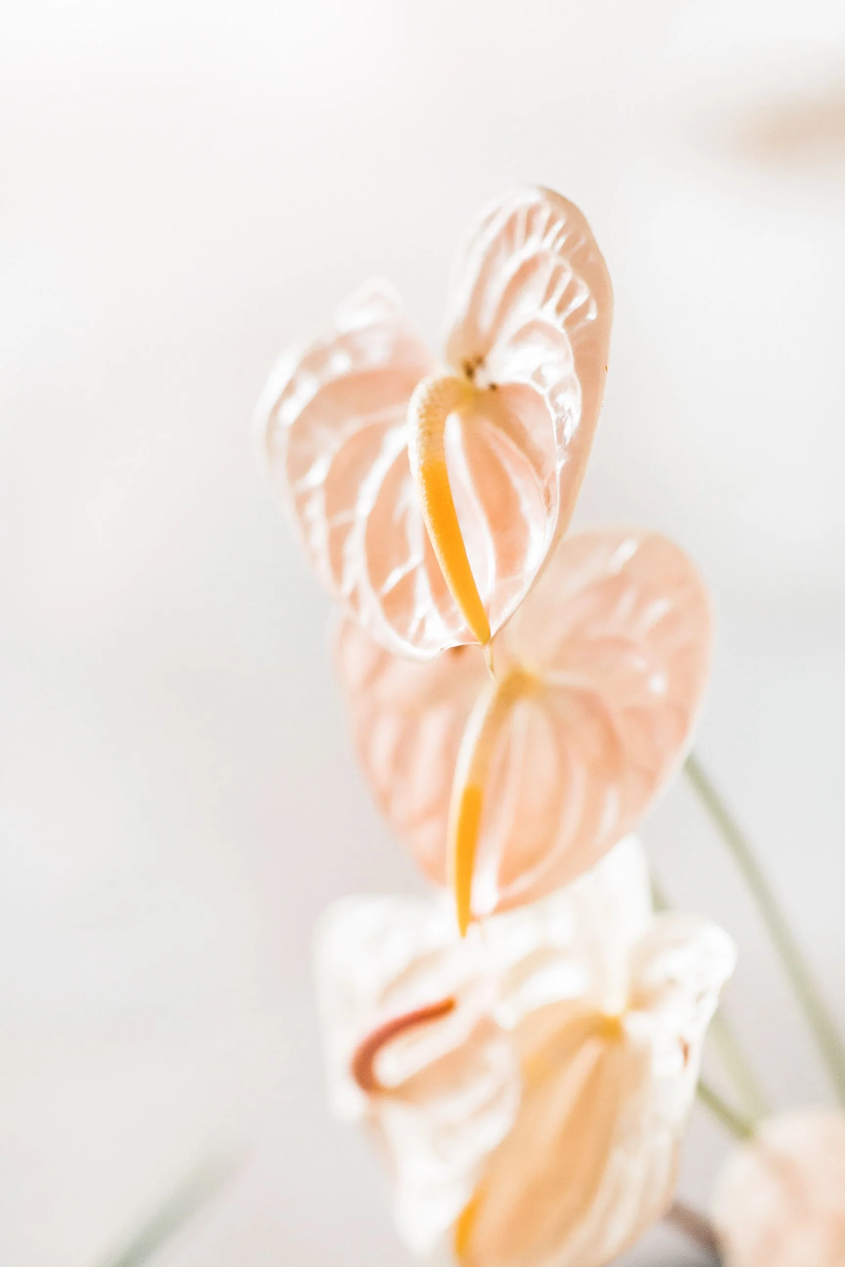 Close-up of three peach-colored anthurium flowers with yellow spadices and white veins on the petals, arranged vertically against a white background.