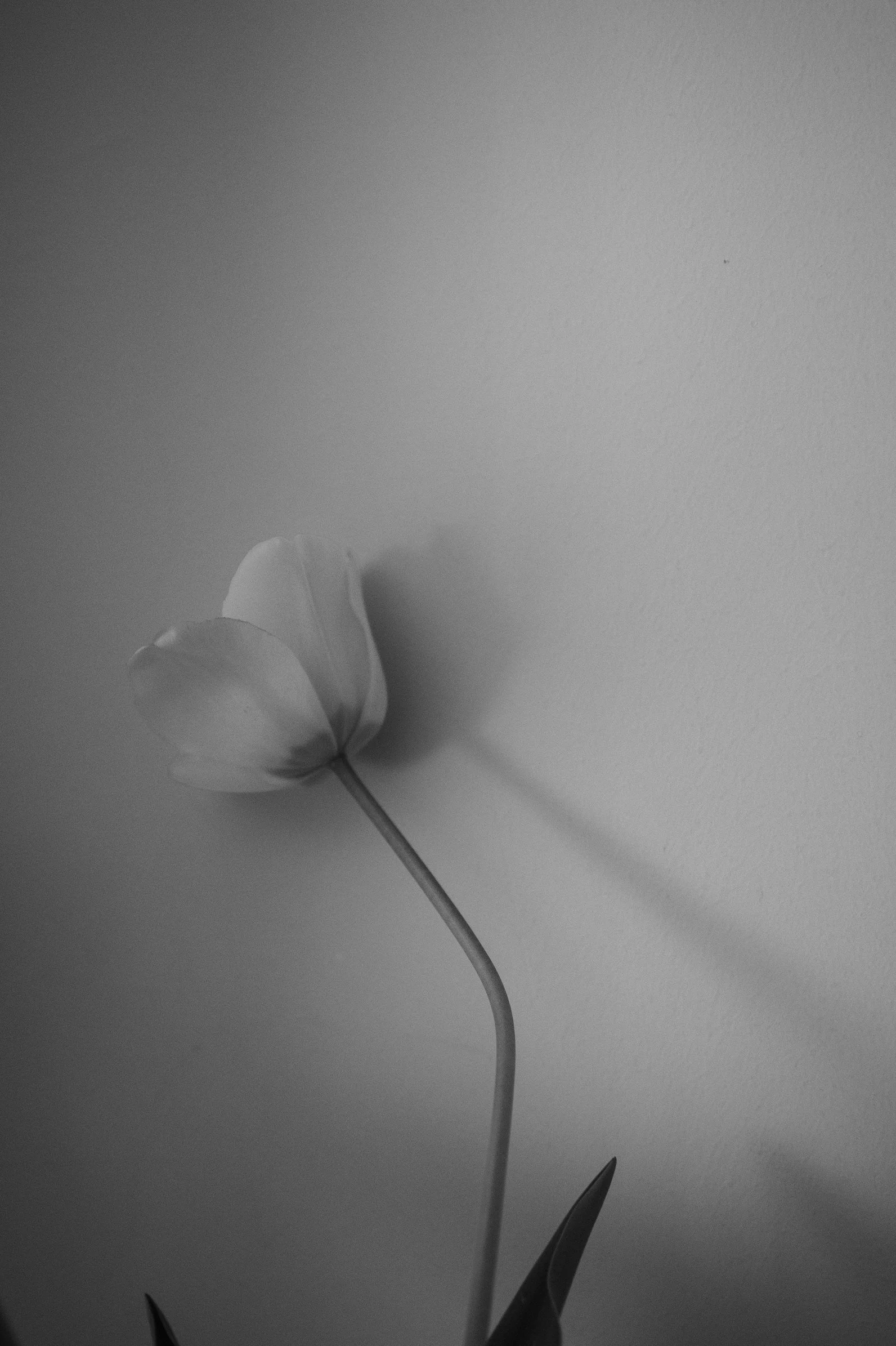Black and white photo of a tulip flower against a plain wall background, with a prominent shadow cast on the wall.