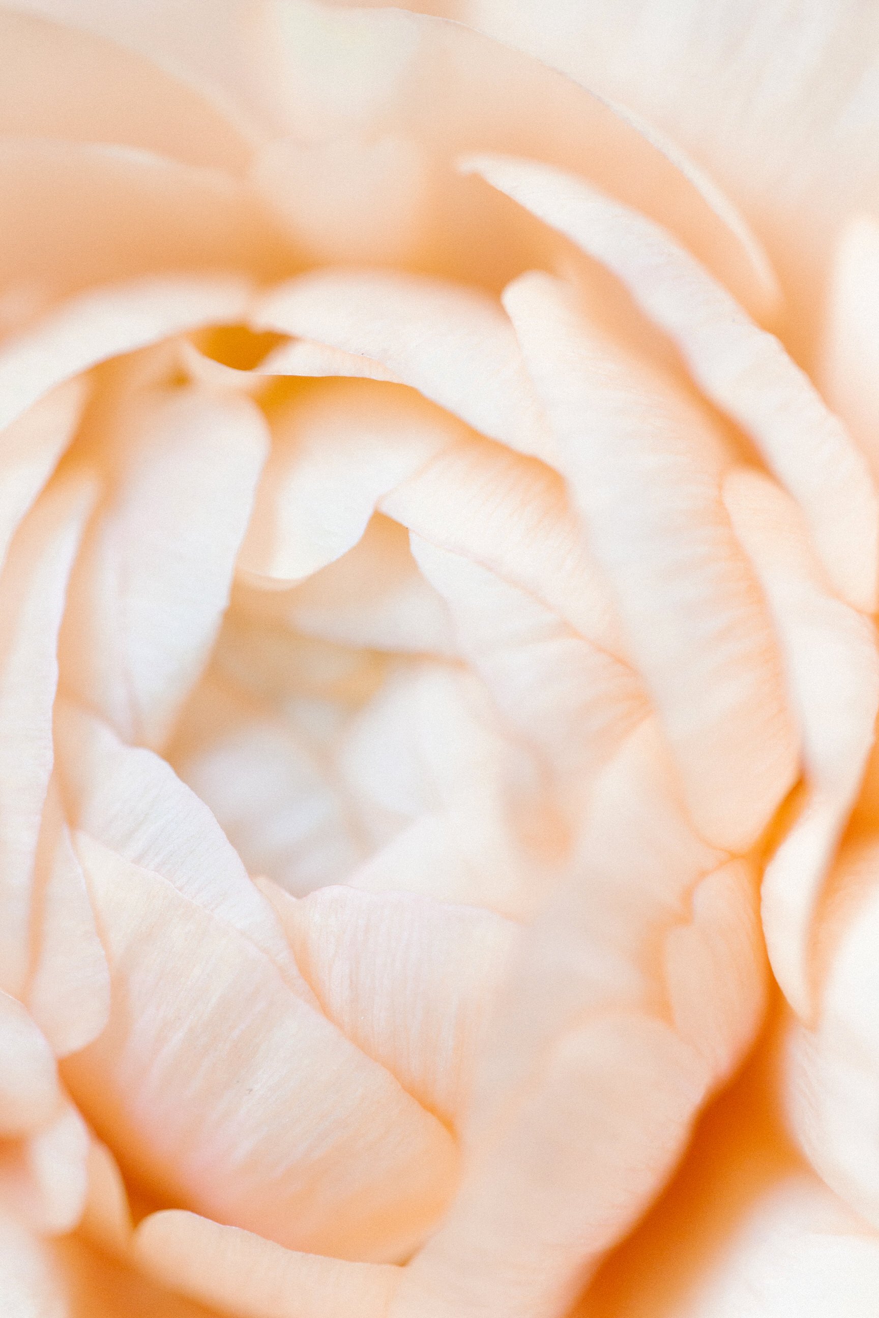 Close-up of a peach-colored rose with soft, layered petals.