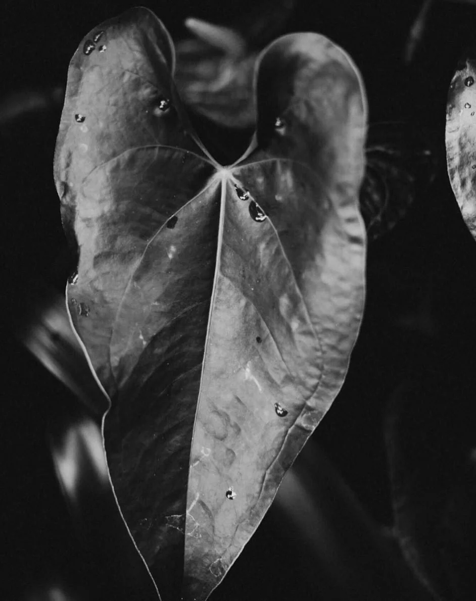 Close-up of a large leaf with water droplets on it, in black and white.
