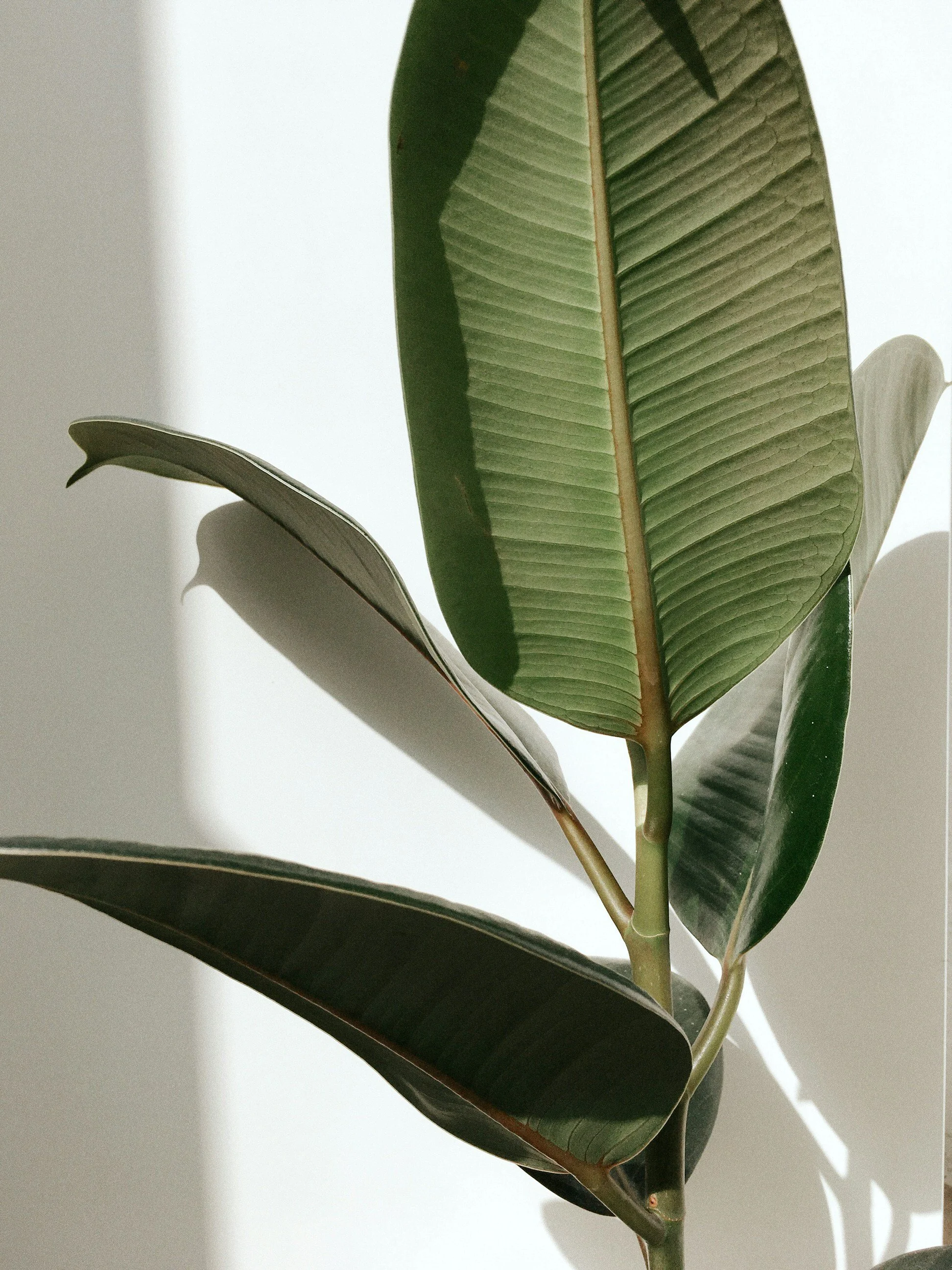 Close-up of a large plant with broad green leaves, casting shadows on a white wall.
